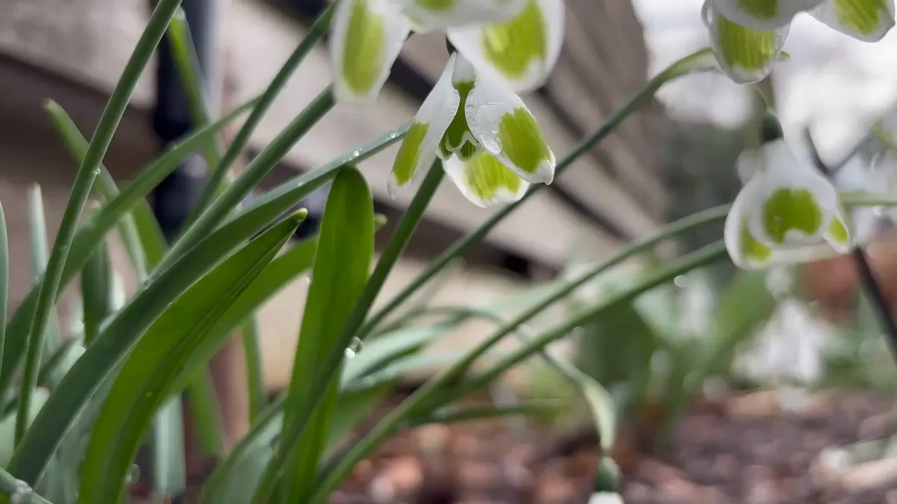 Hand getekende sneeuwklokjes illustratie