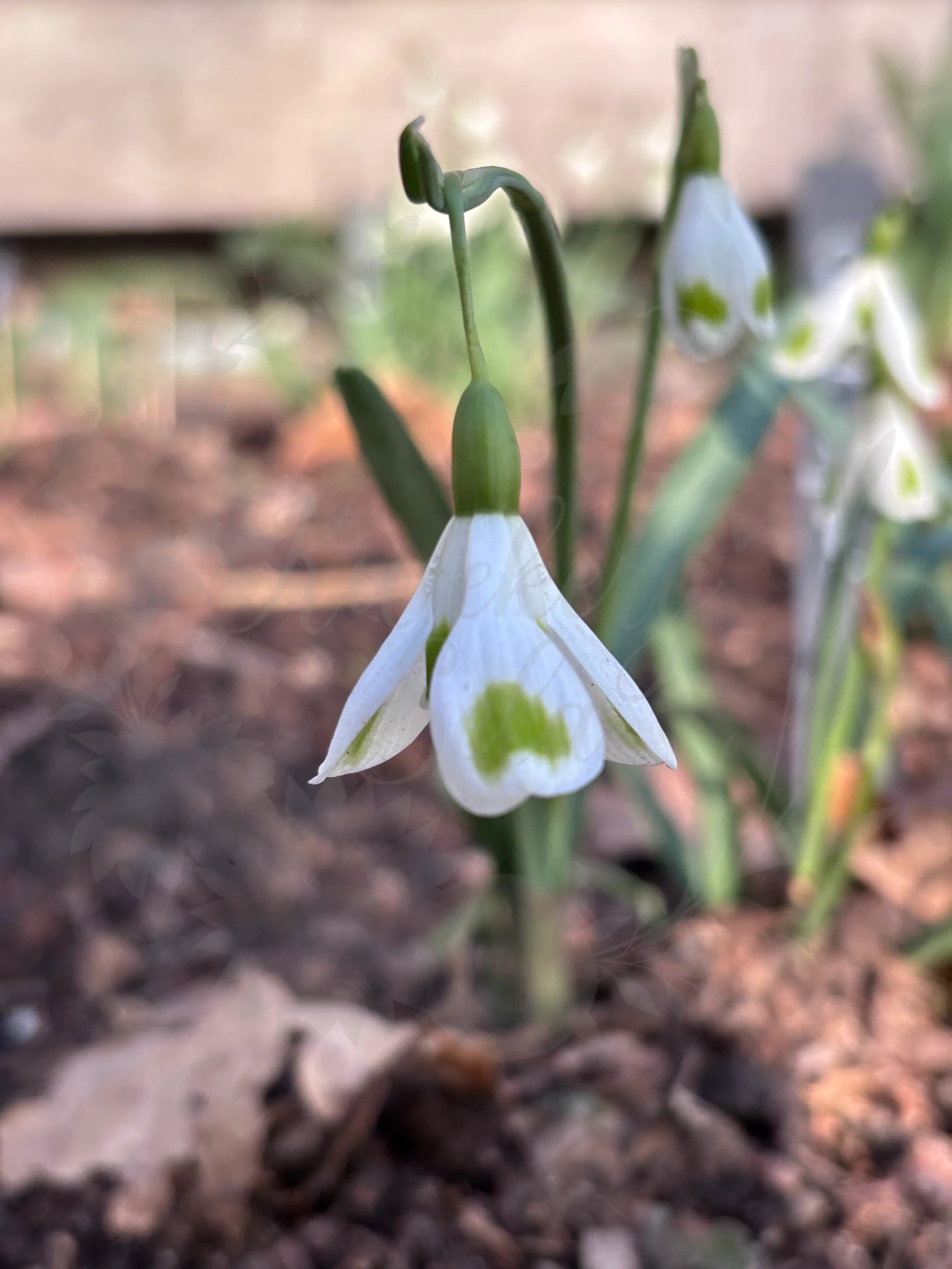 Galanthus "Aunt Agnes"