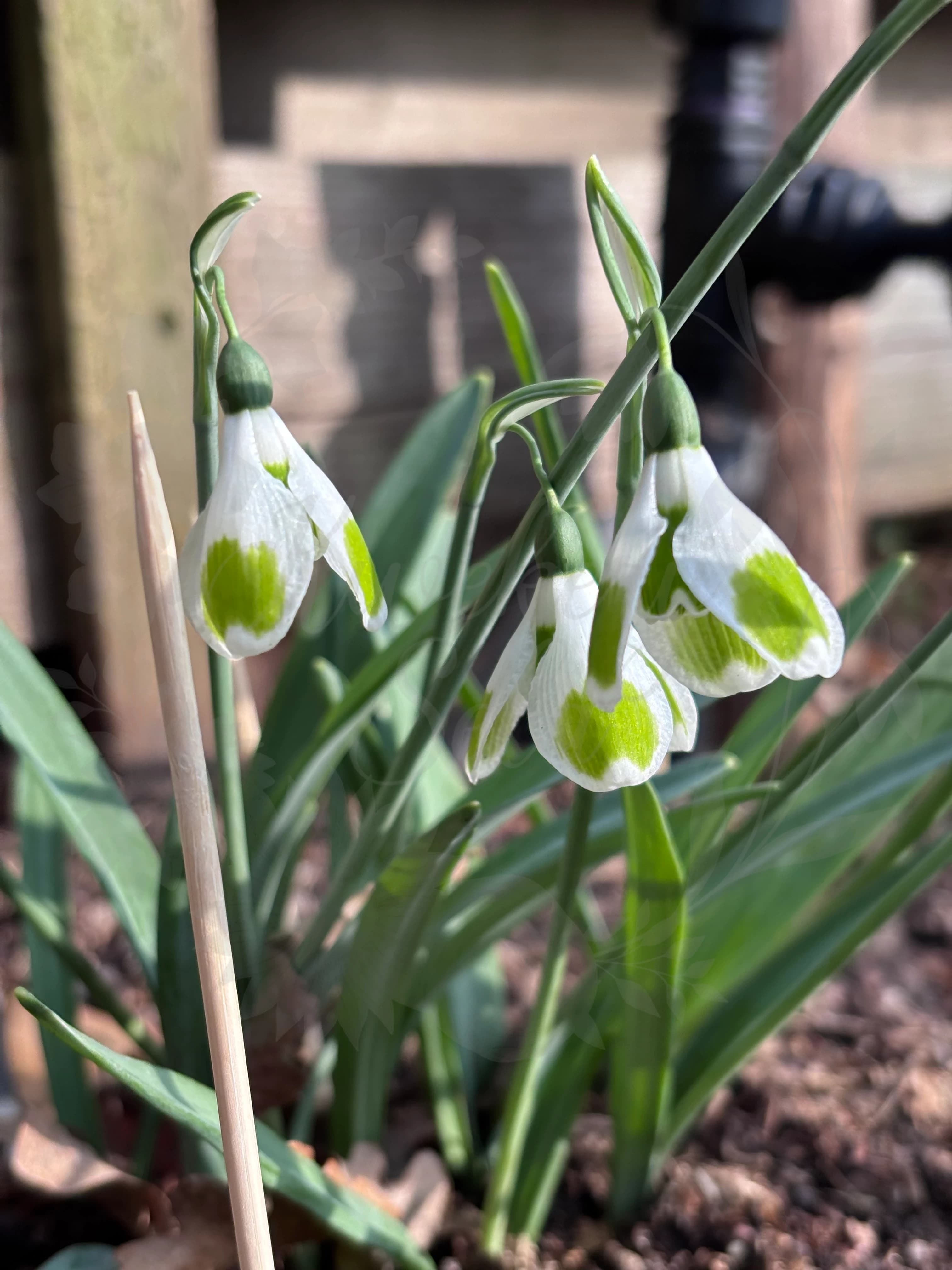 Galanthus "Pieces of Eight"