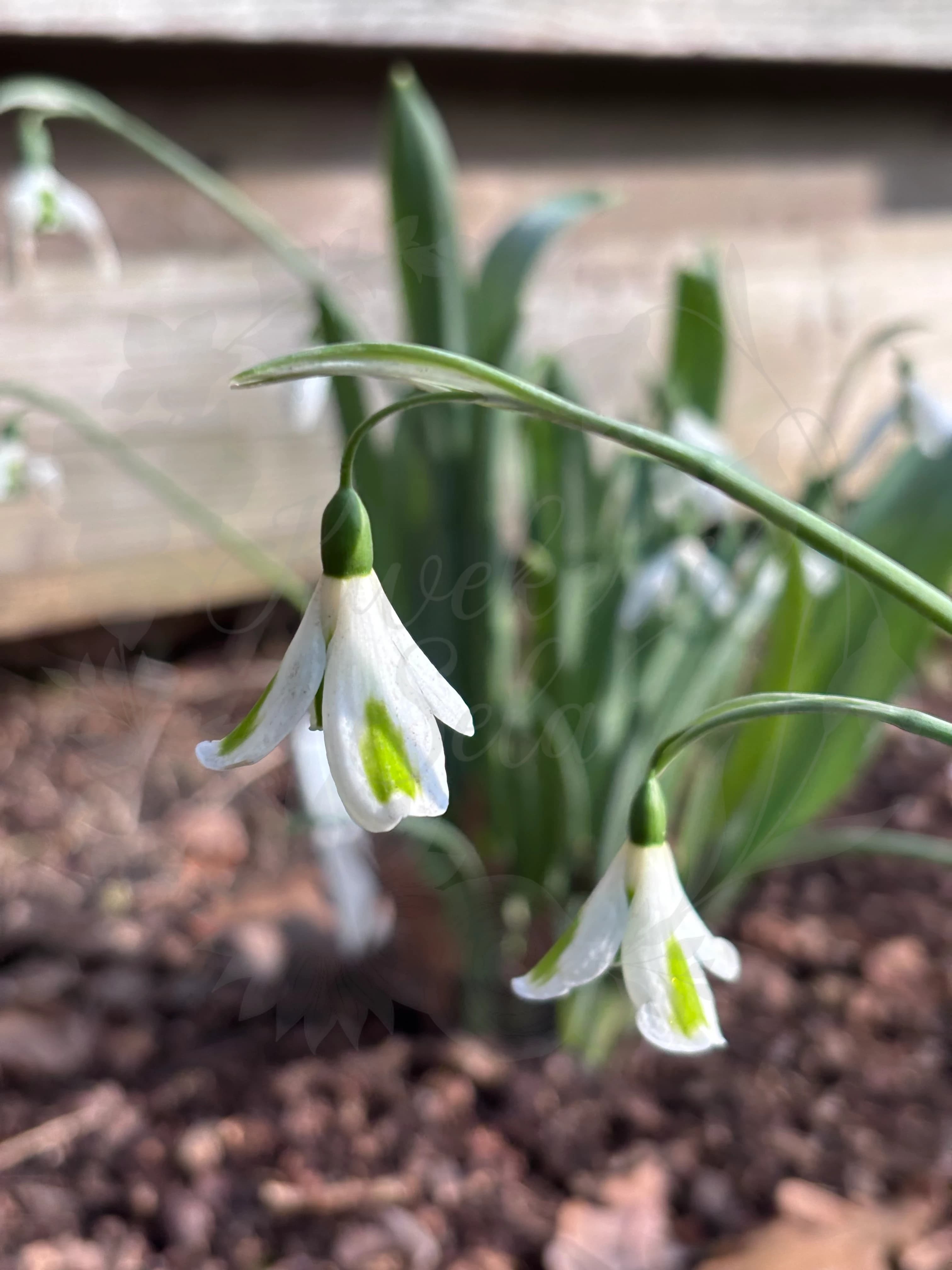 Galanthus "Trumpolute"