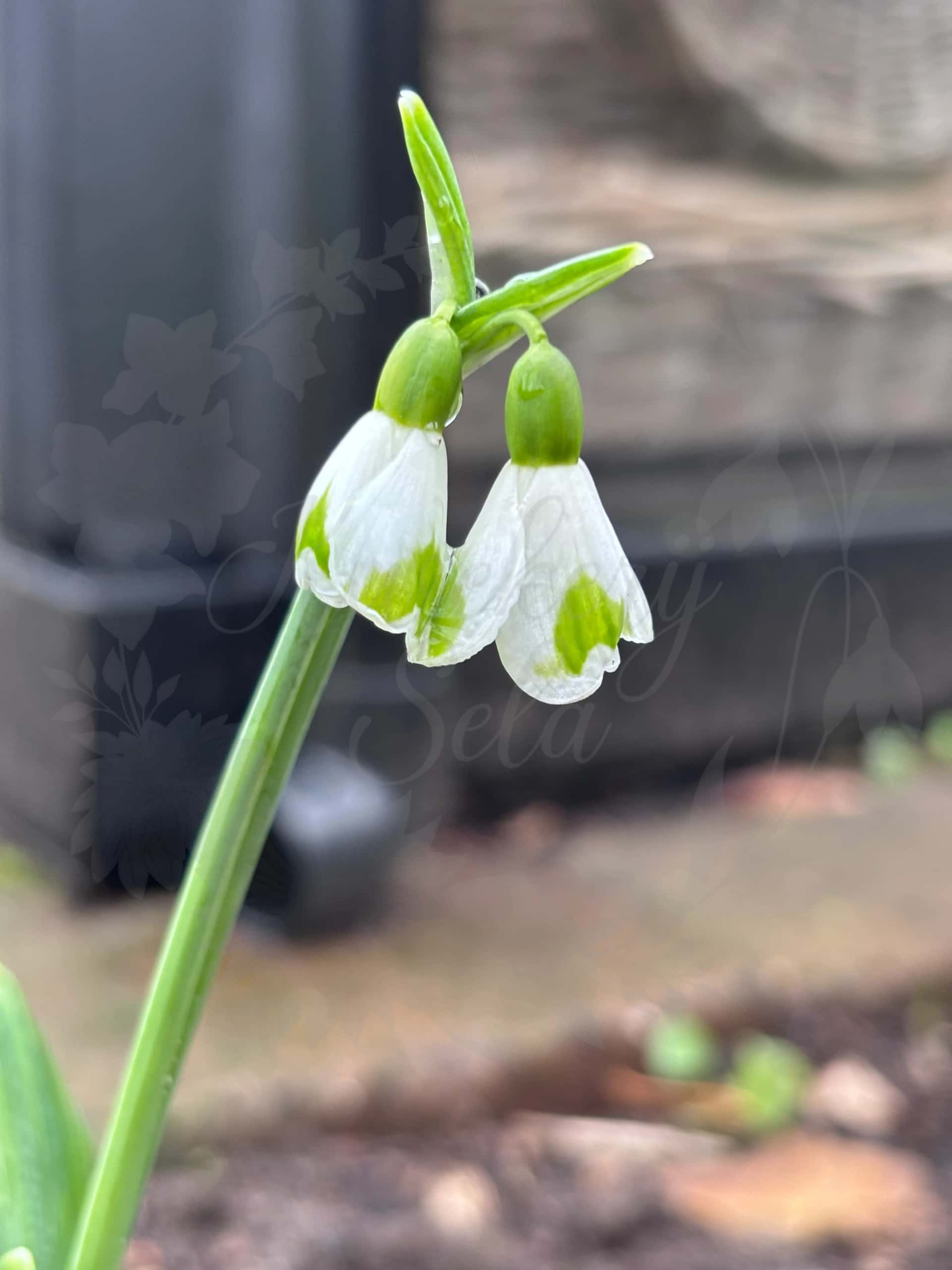 Galanthus "Annie 26" 1