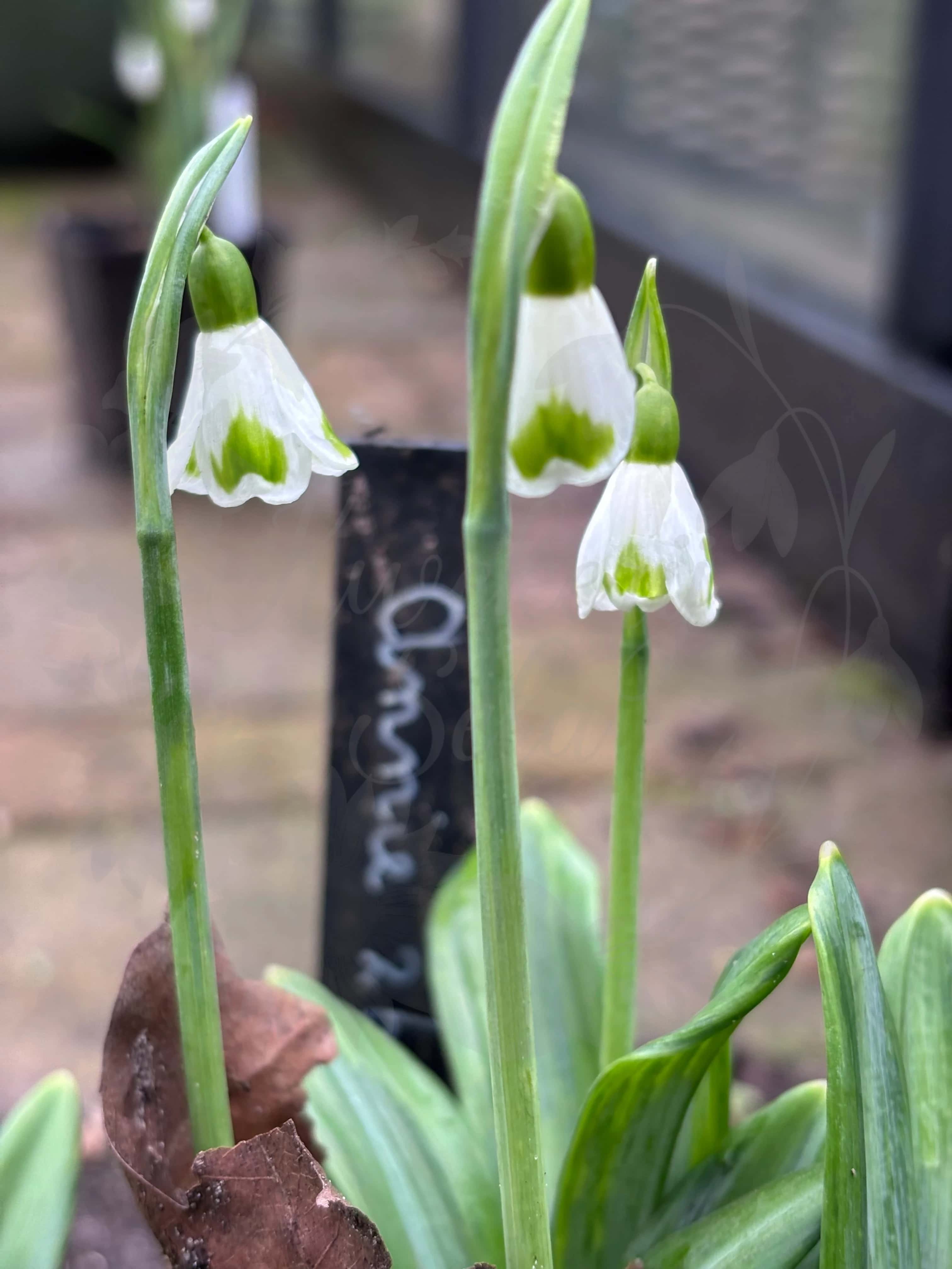 Galanthus "Annie 26" 2
