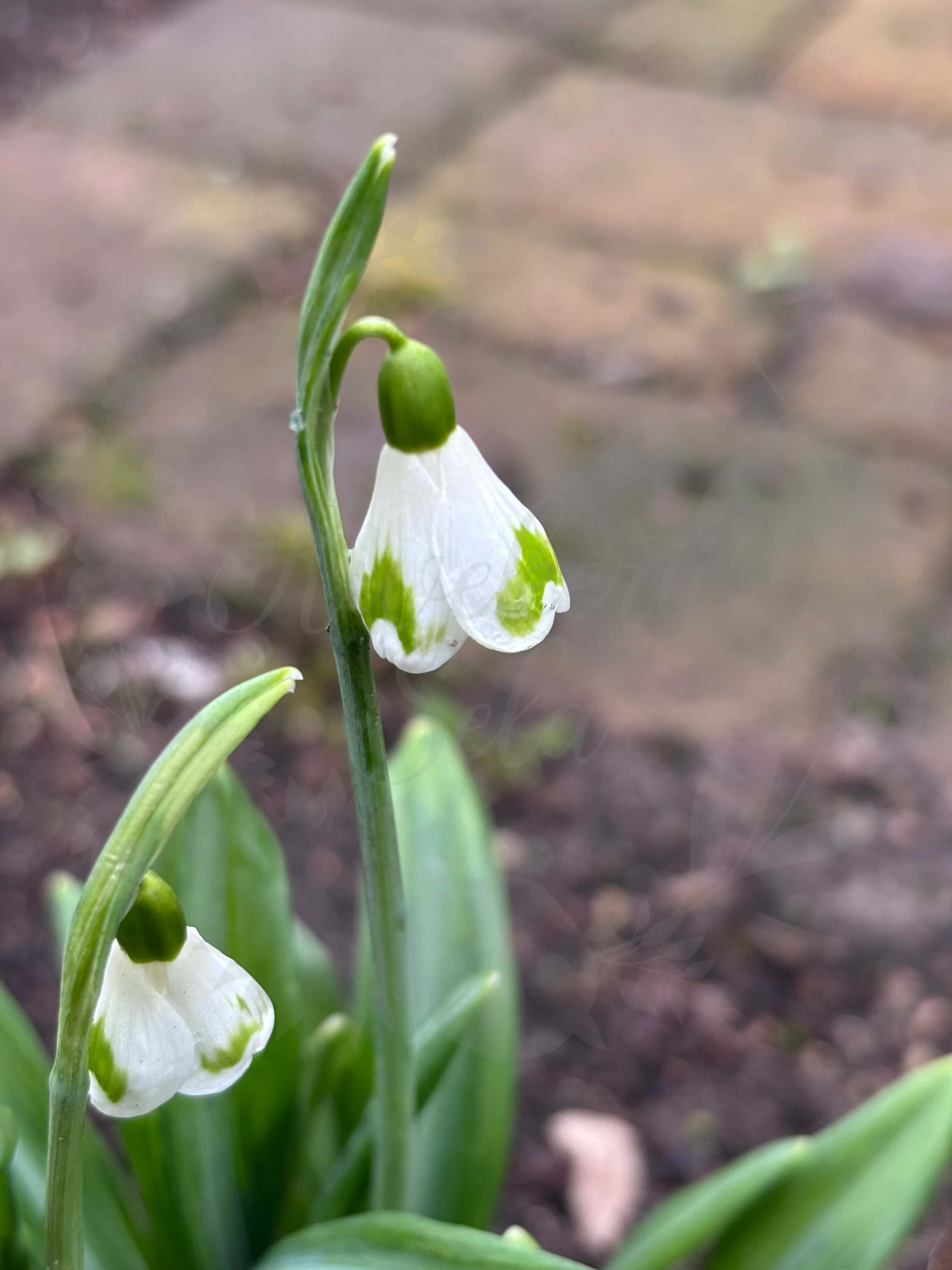 Galanthus "Annie 26" 3