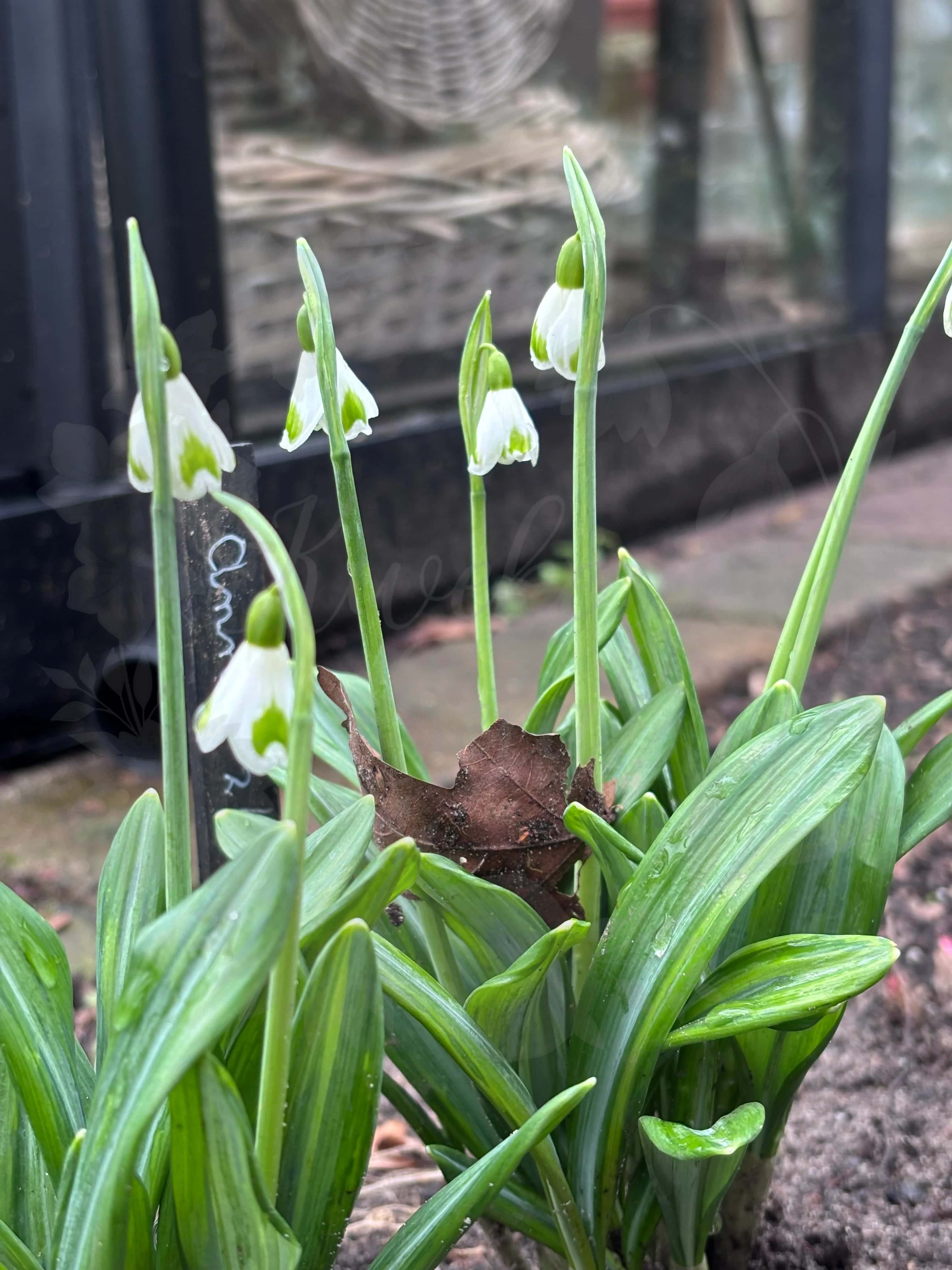 Galanthus "Annie 26" 4