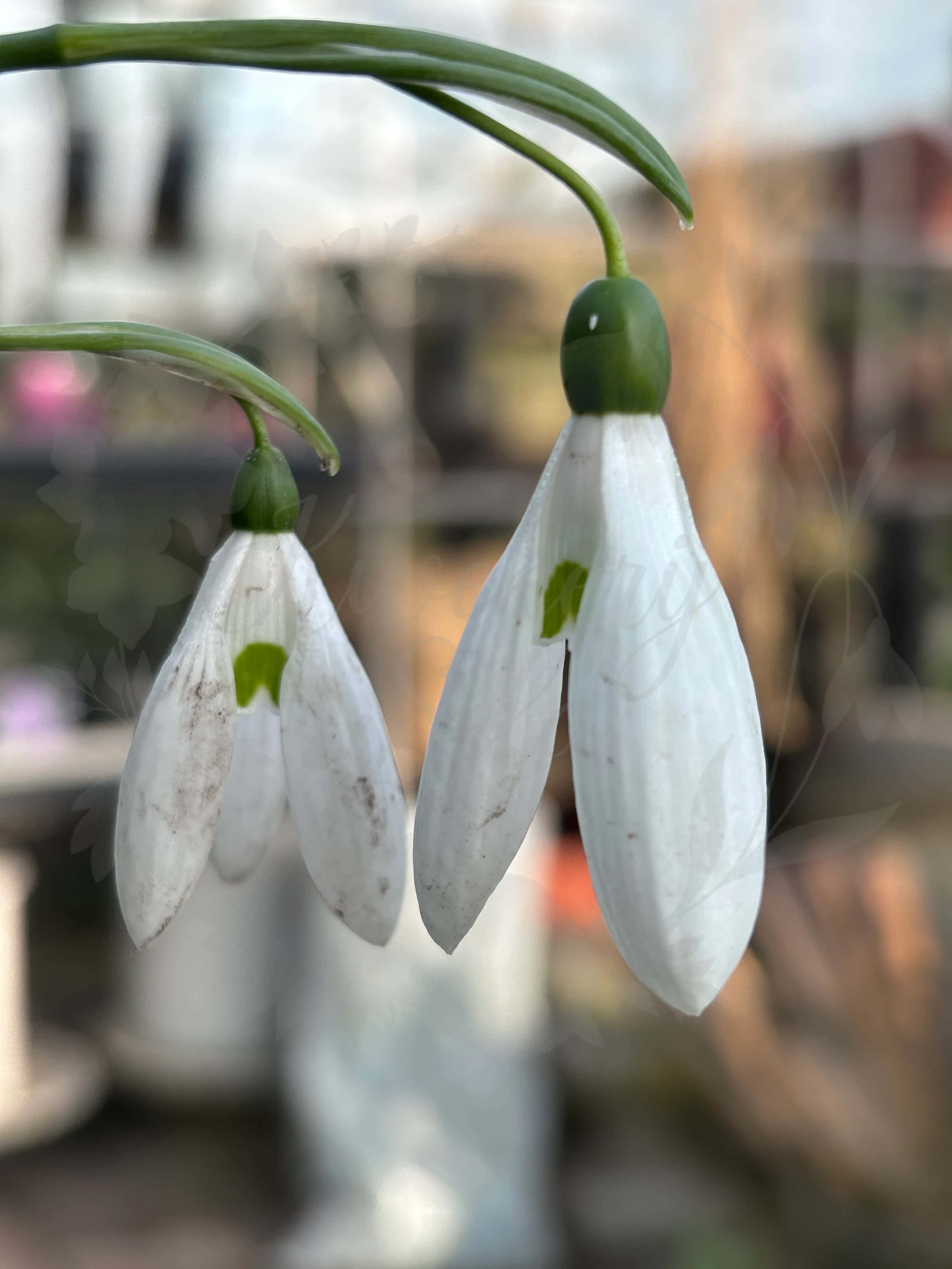 Galanthus "Atkinsii" 2