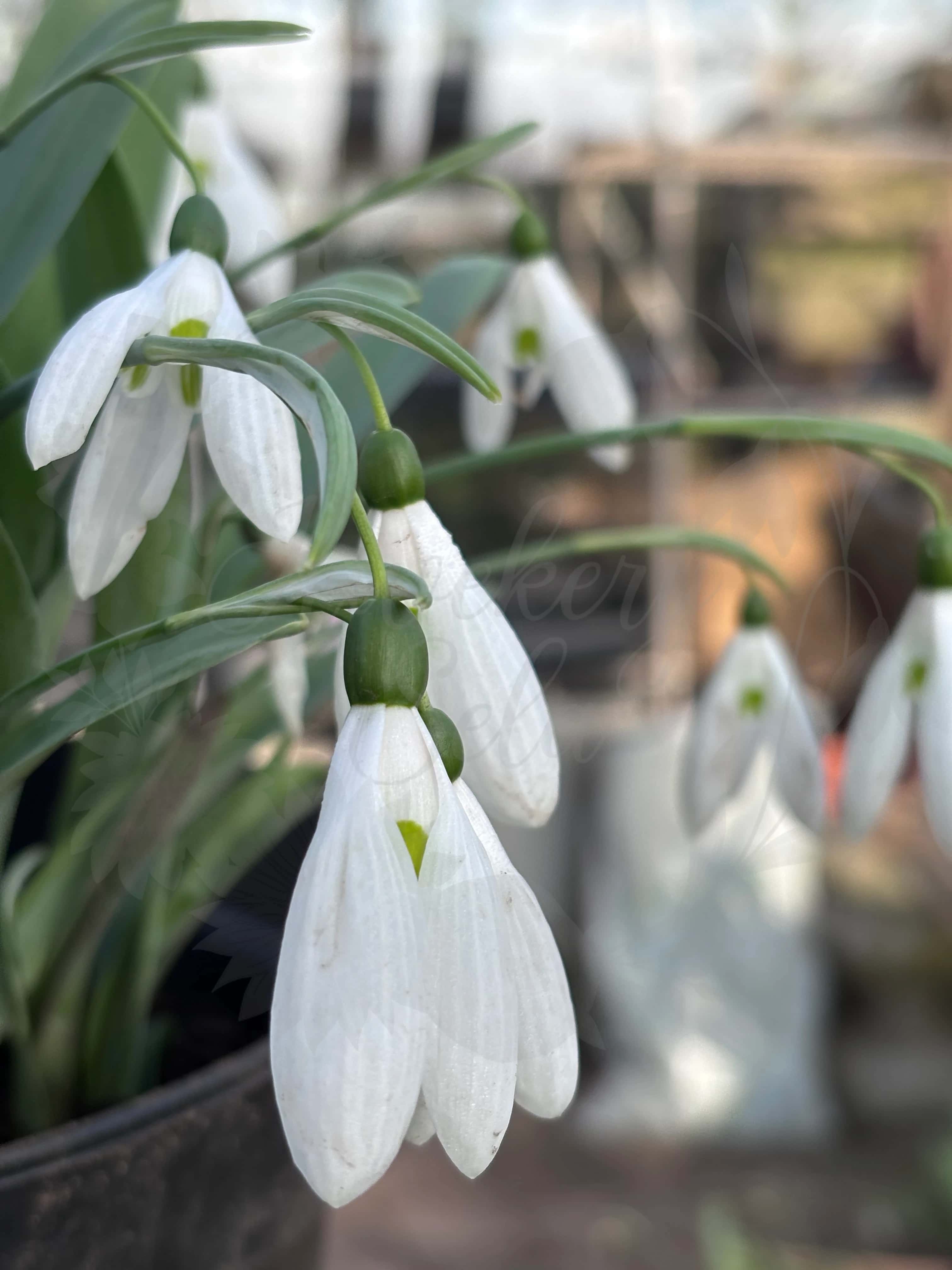 Galanthus "Atkinsii" 1