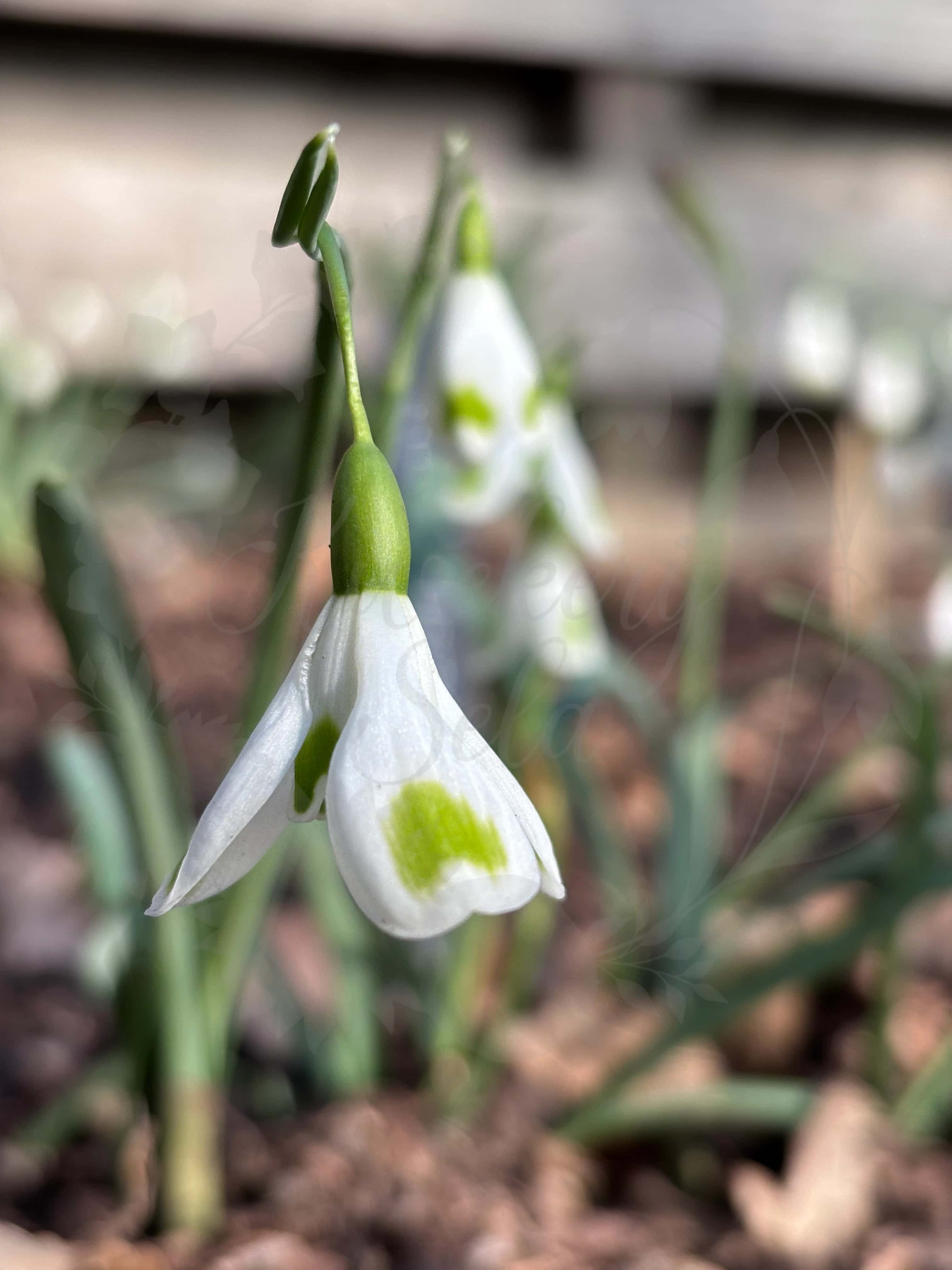 Galanthus "Aunt Agnes" 2
