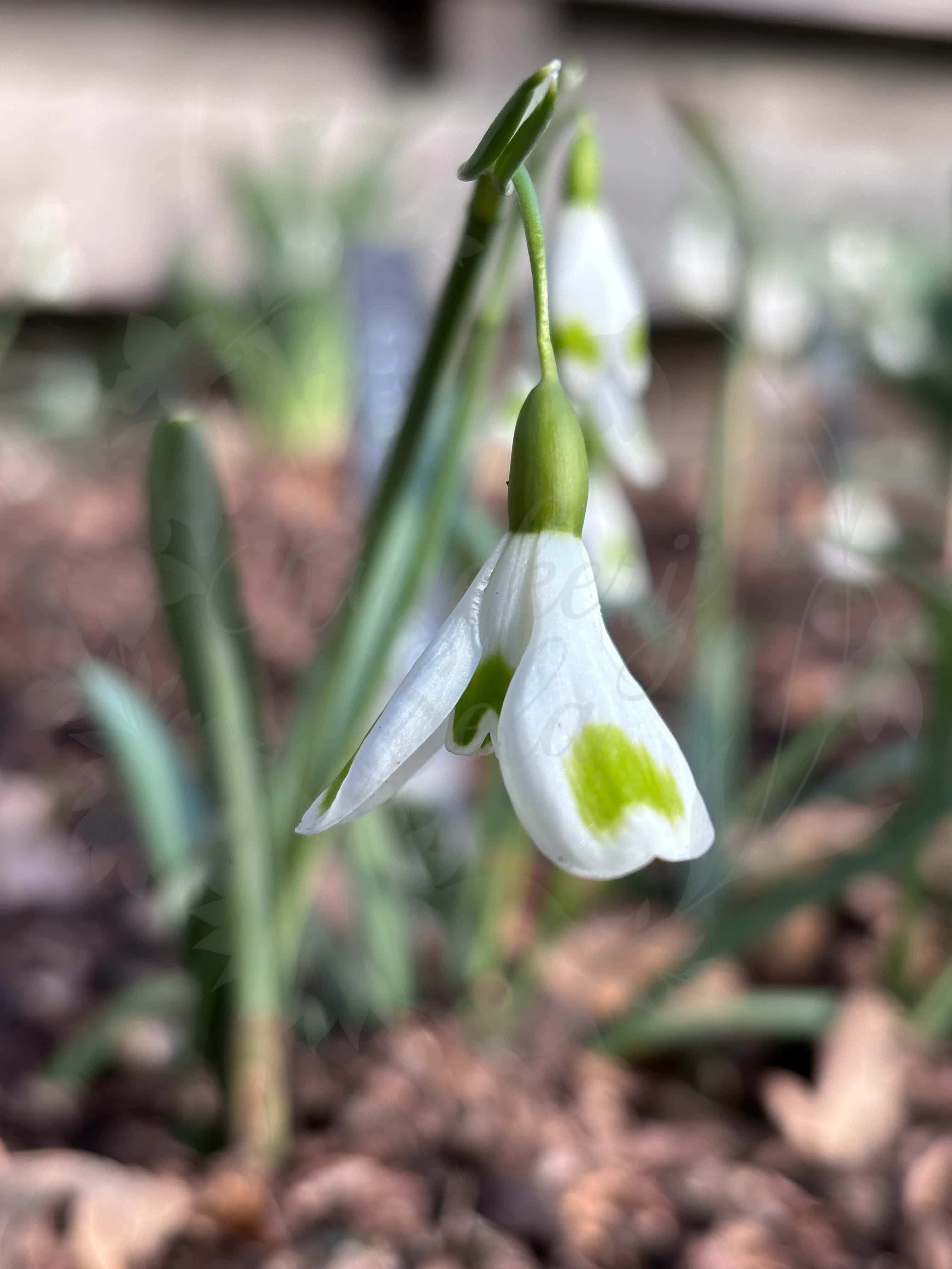 Galanthus "Aunt Agnes" 3