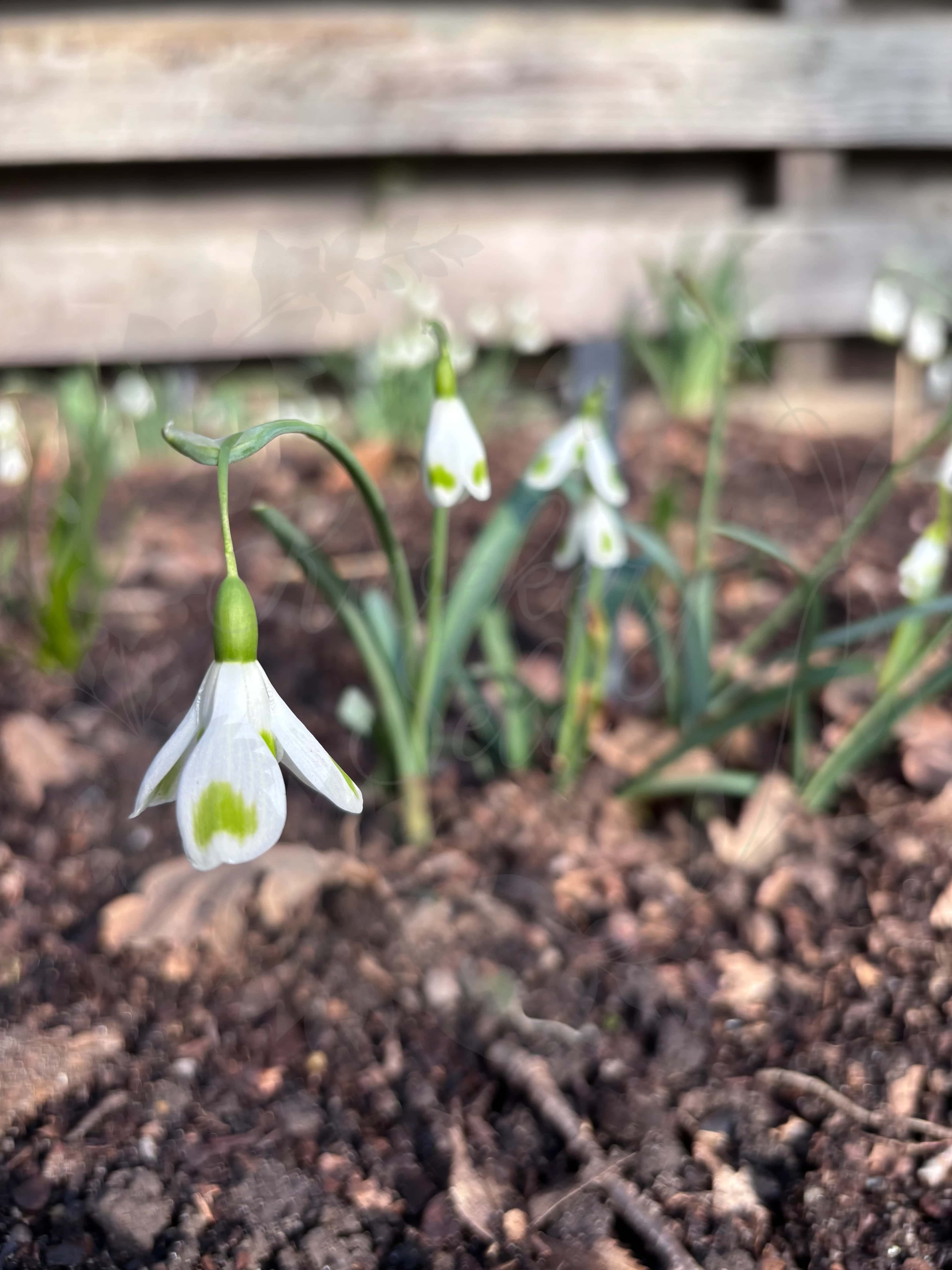 Galanthus "Aunt Agnes" 4