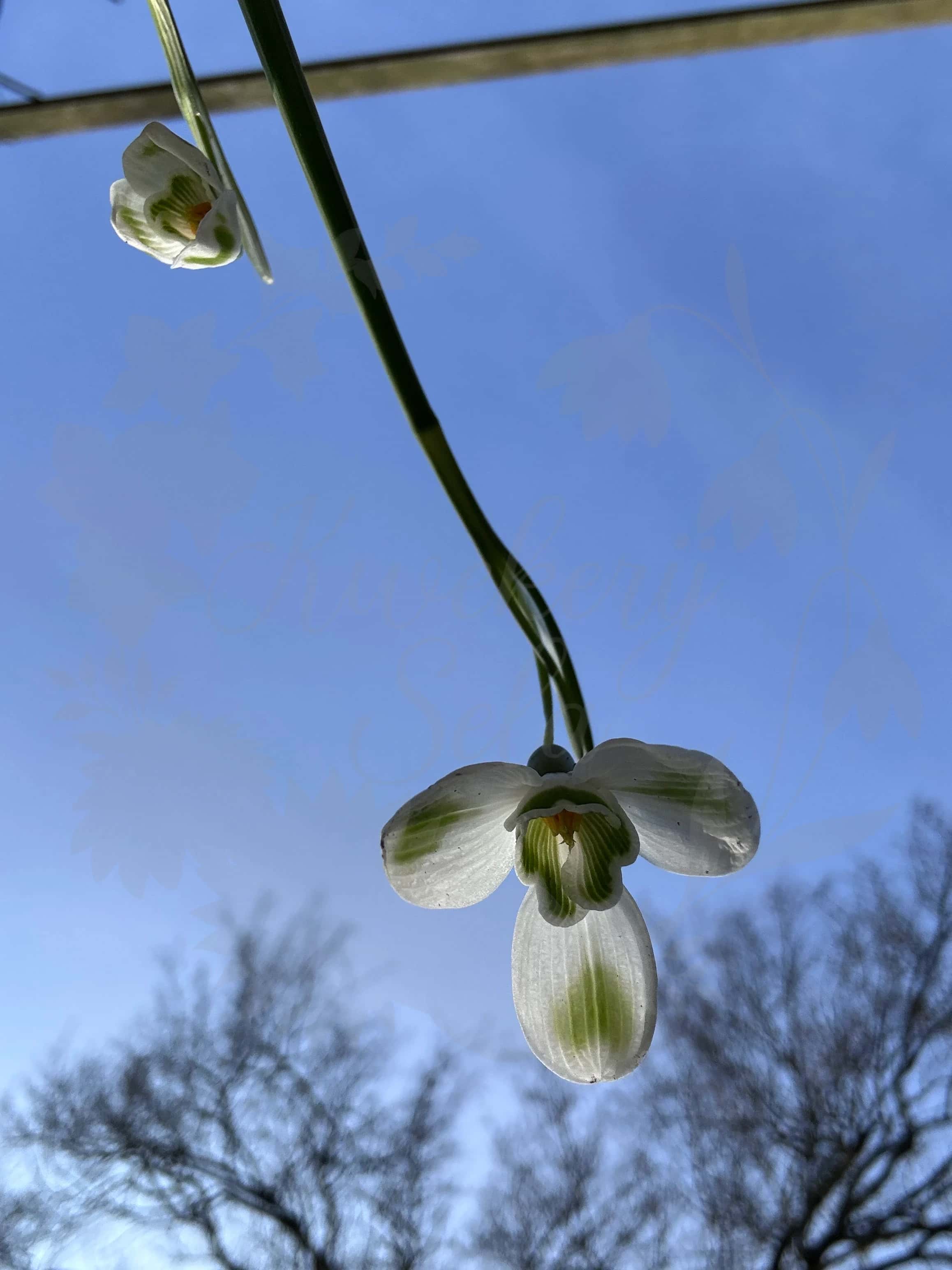 Galanthus "Aunt Agnes" 5