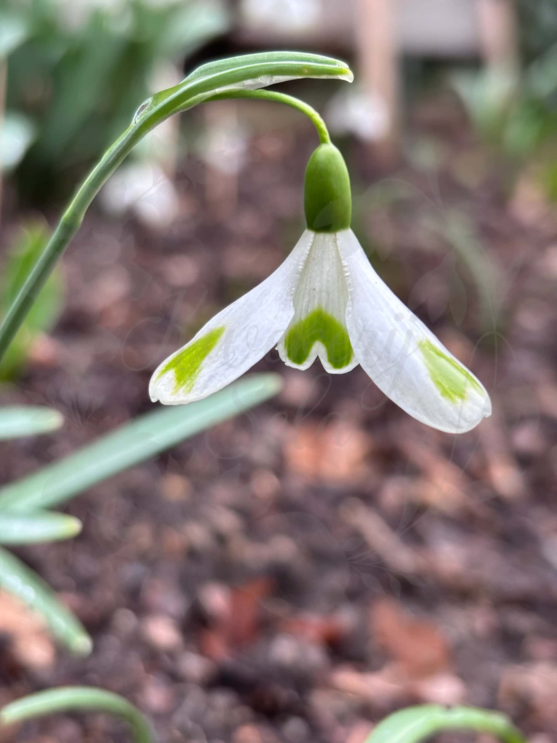 Galanthus "Aunt Agnes" 6