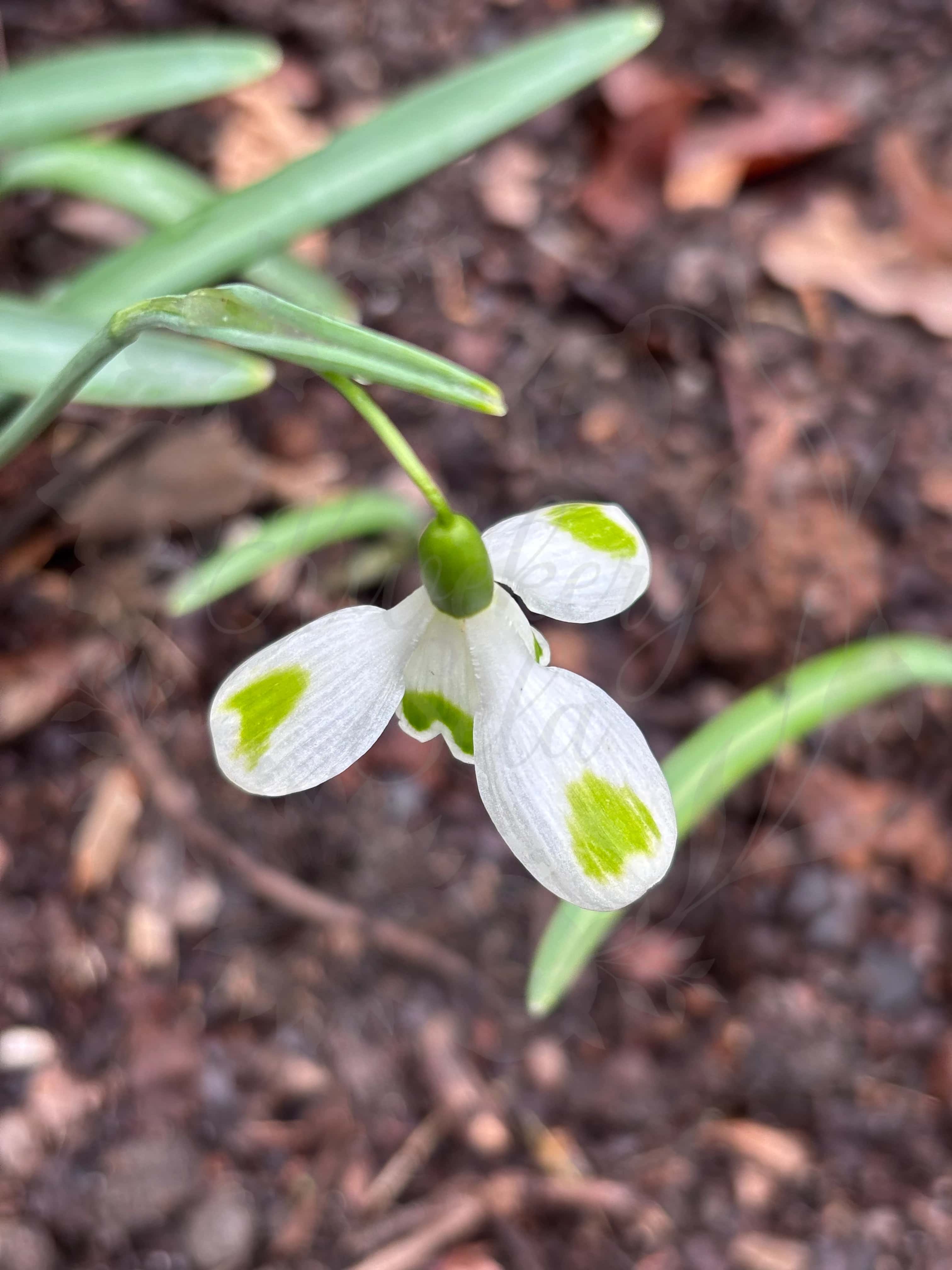 Galanthus "Aunt Agnes" 7