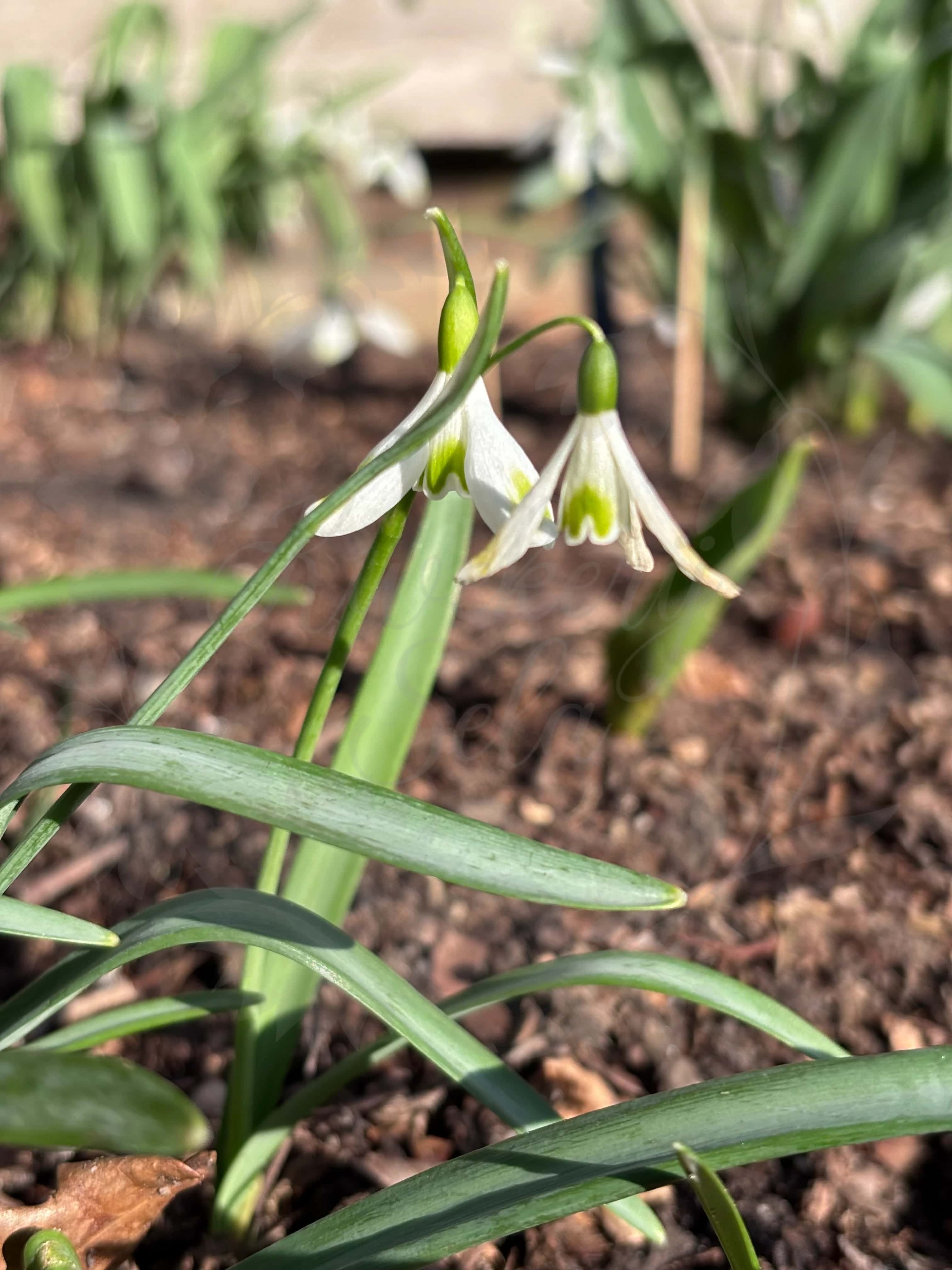 Galanthus "Aunt Agnes" 8