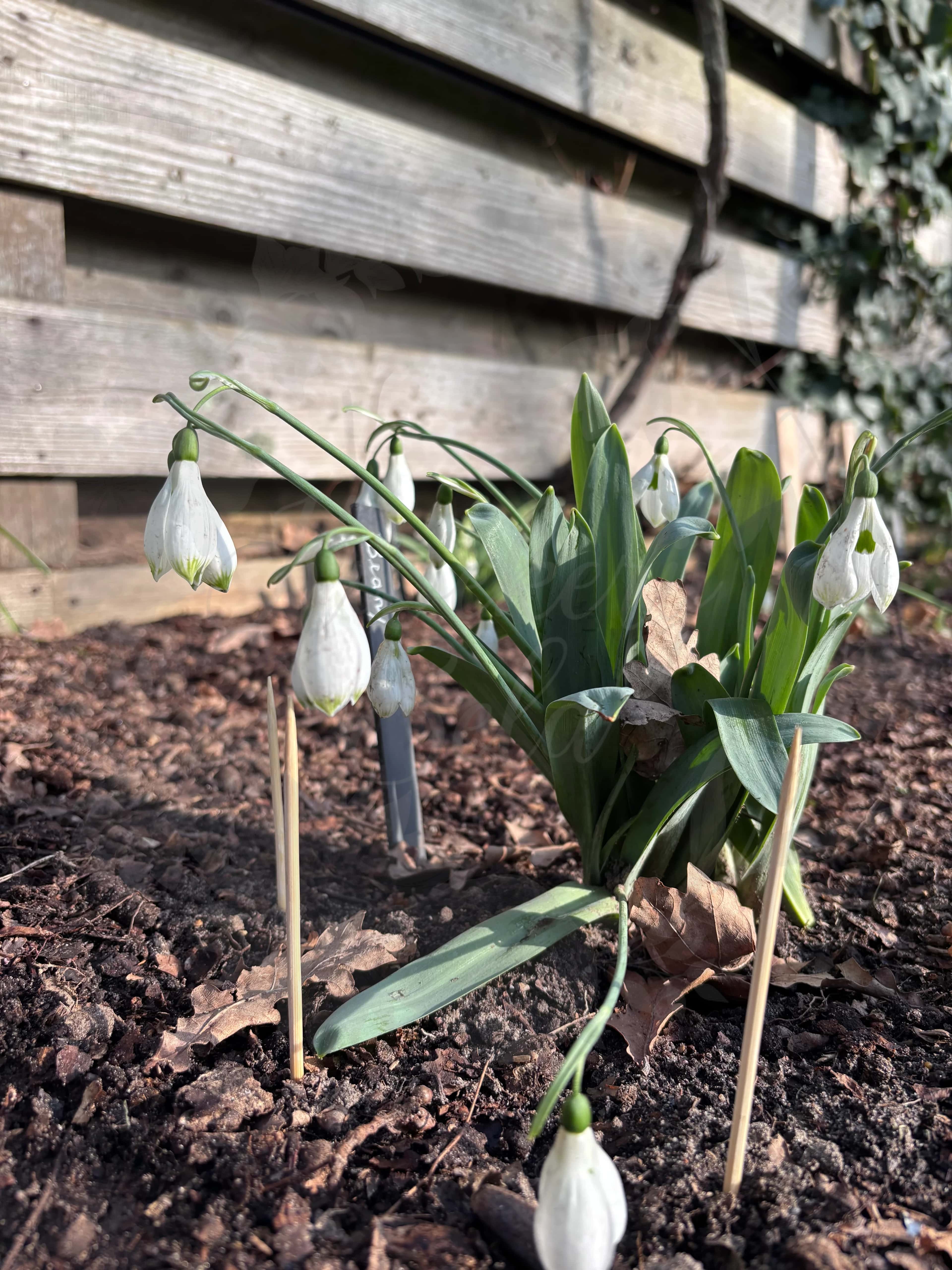 Galanthus "Beany" 2