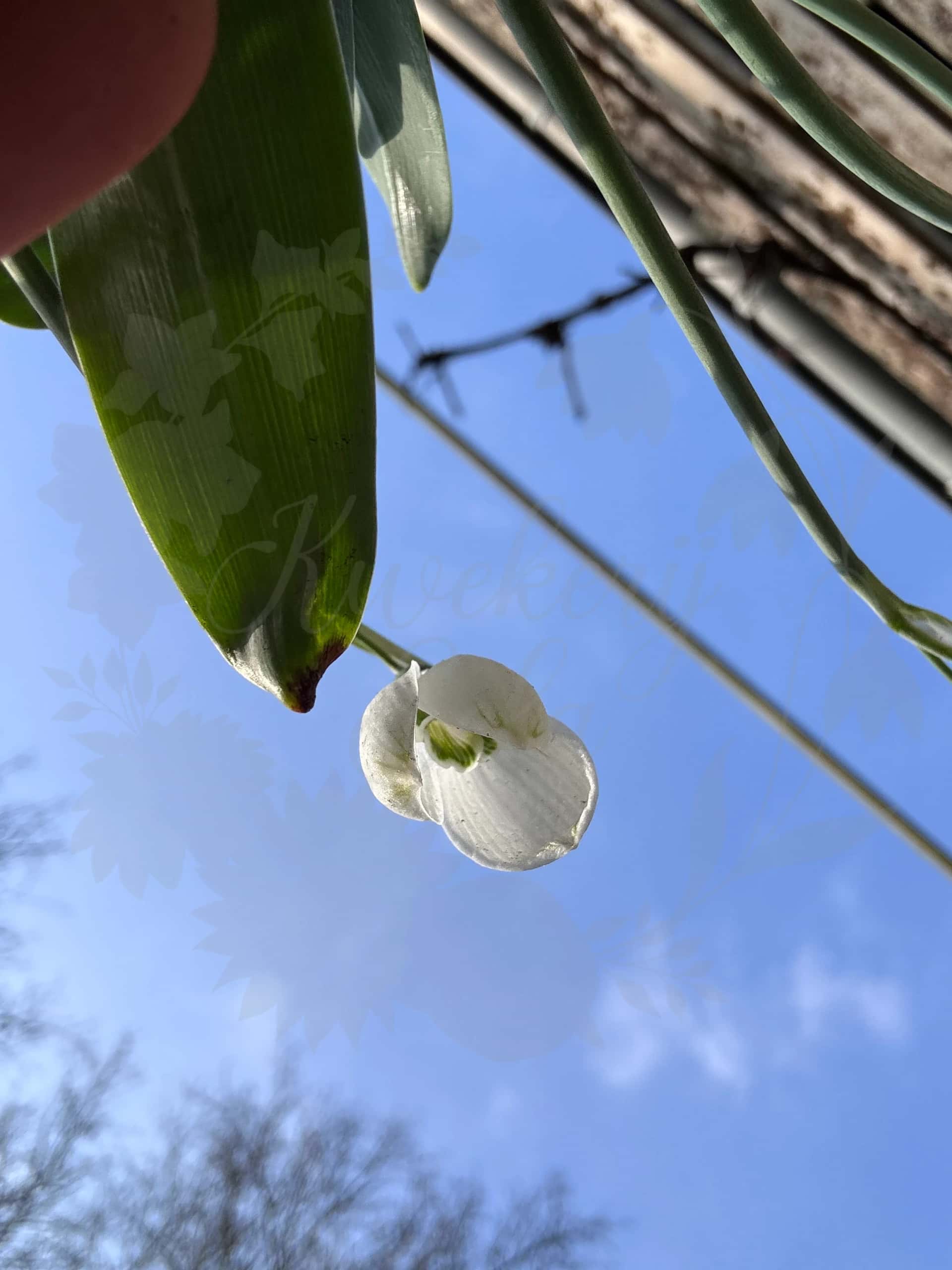 Galanthus "Beany" 3