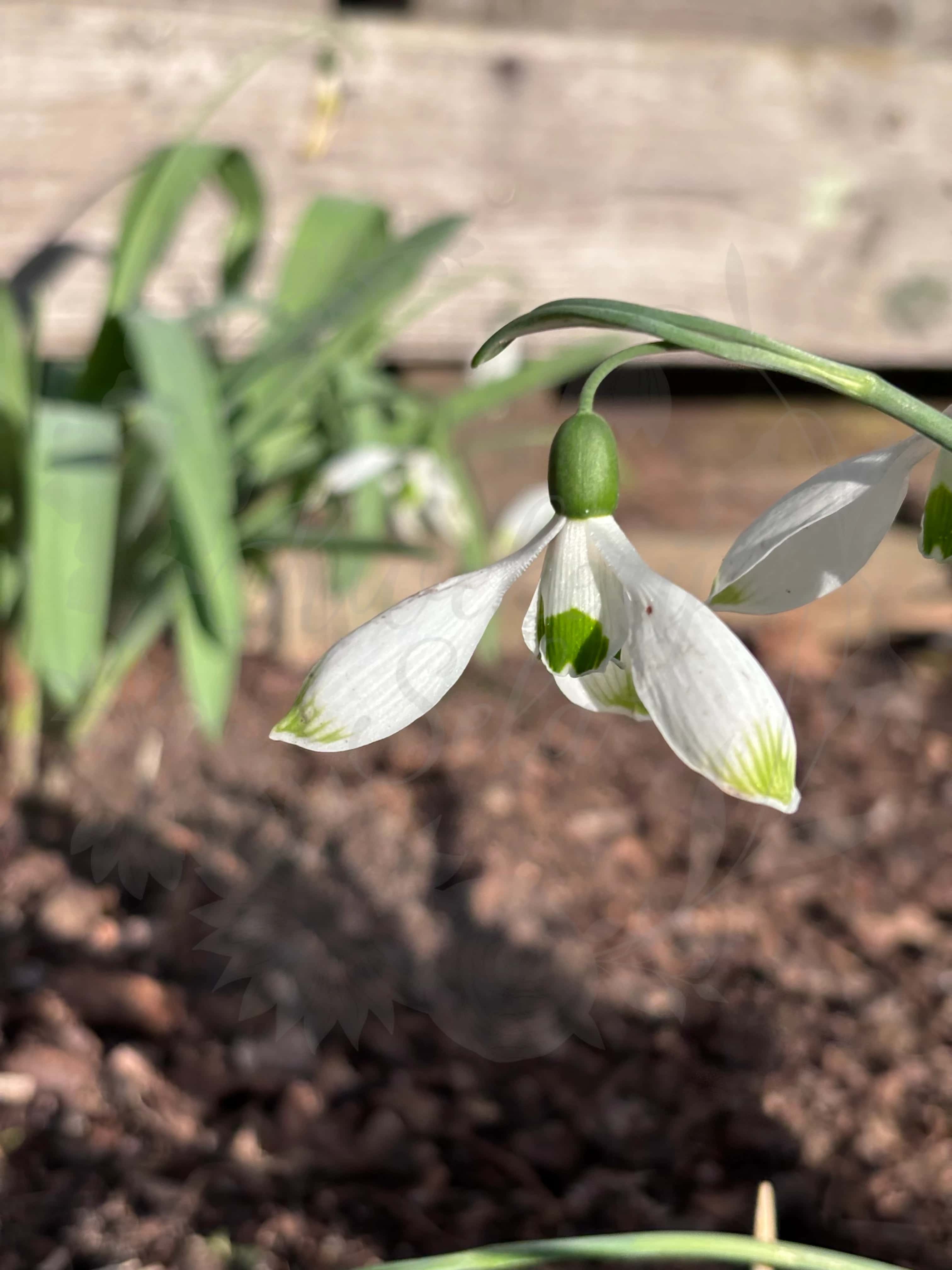 Galanthus "Beany" 4