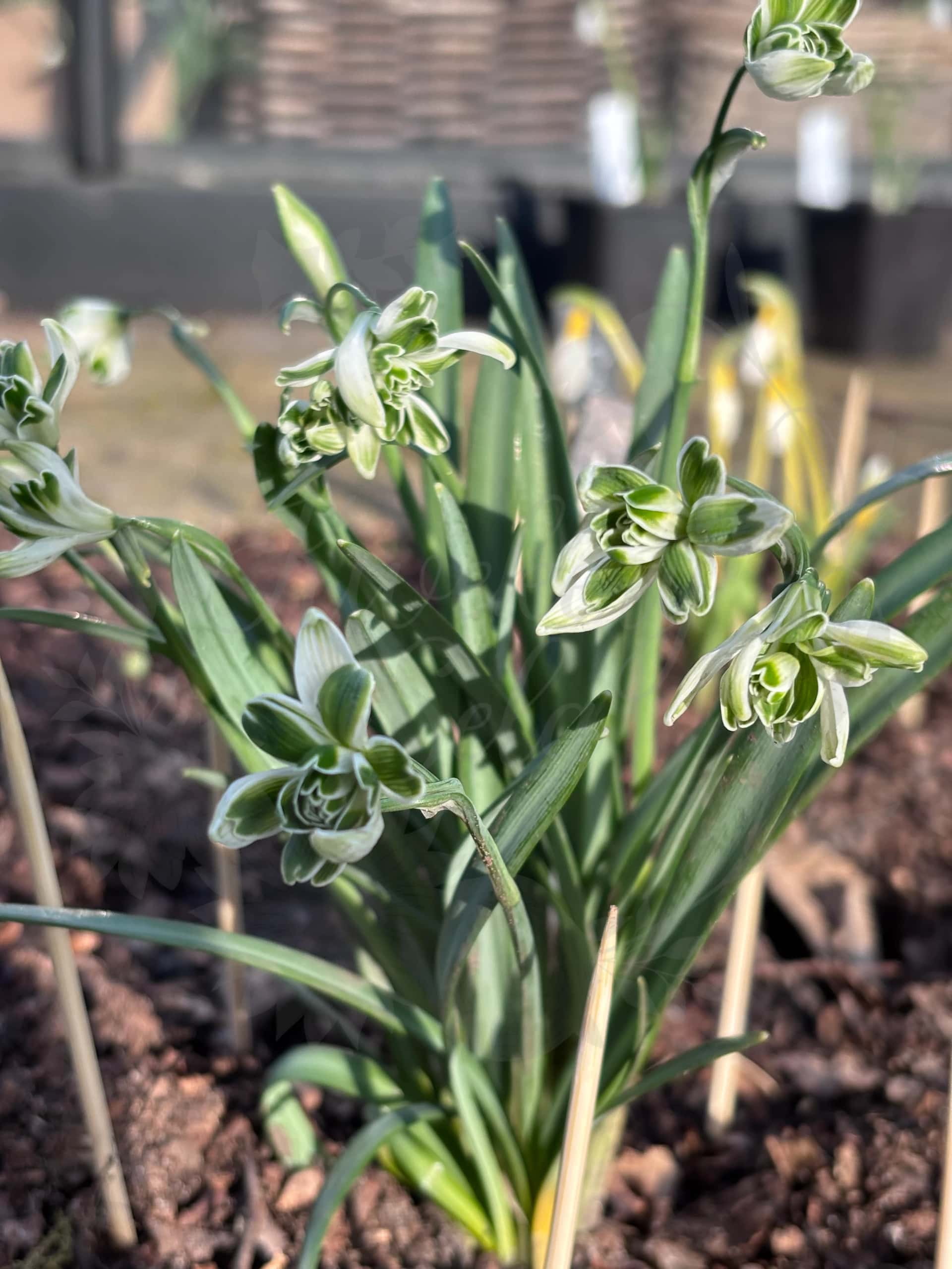Galanthus "Blewbury Tart" 2
