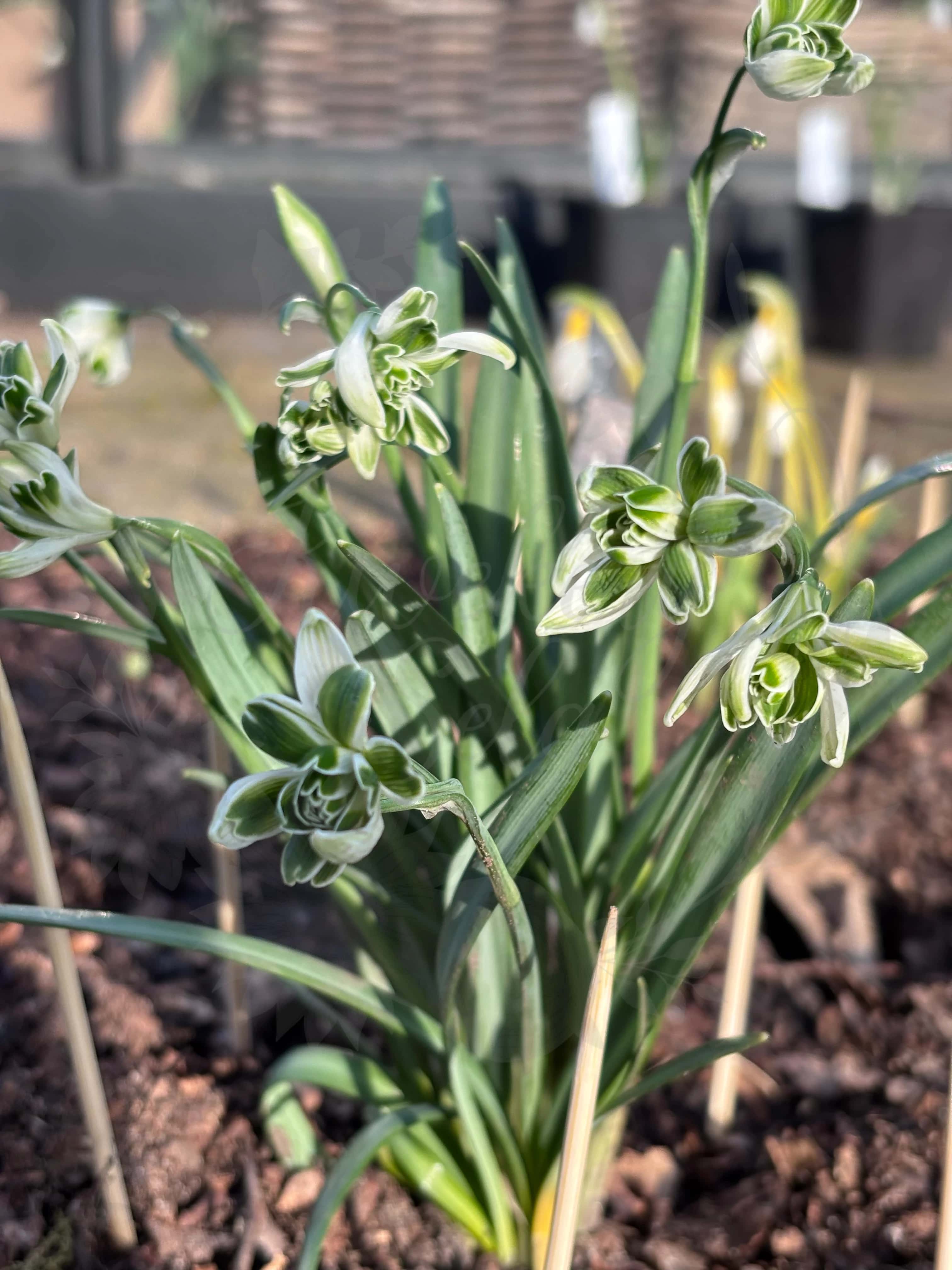 Galanthus "Blewbury Tart" 2