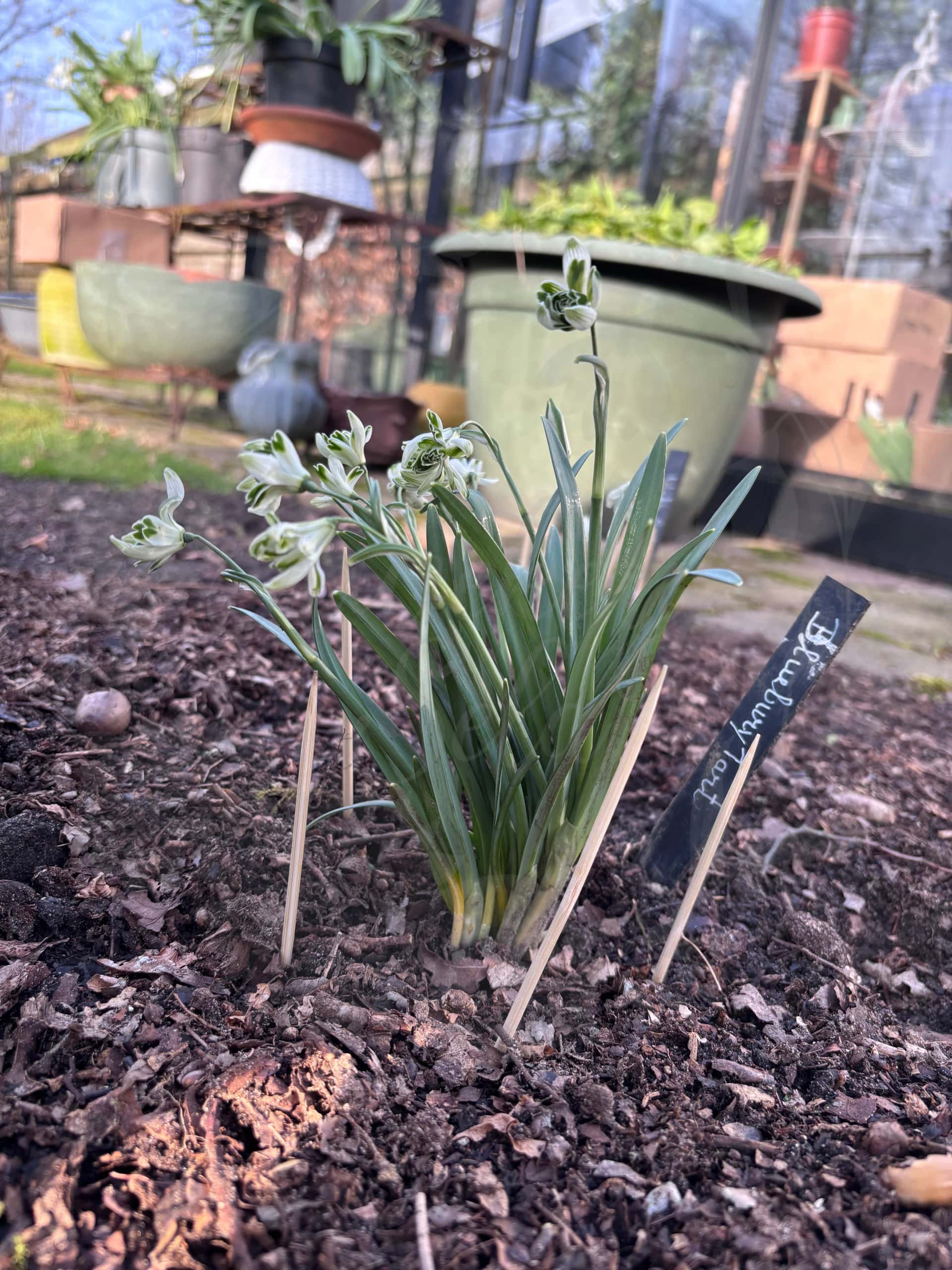 Galanthus "Blewbury Tart" 3