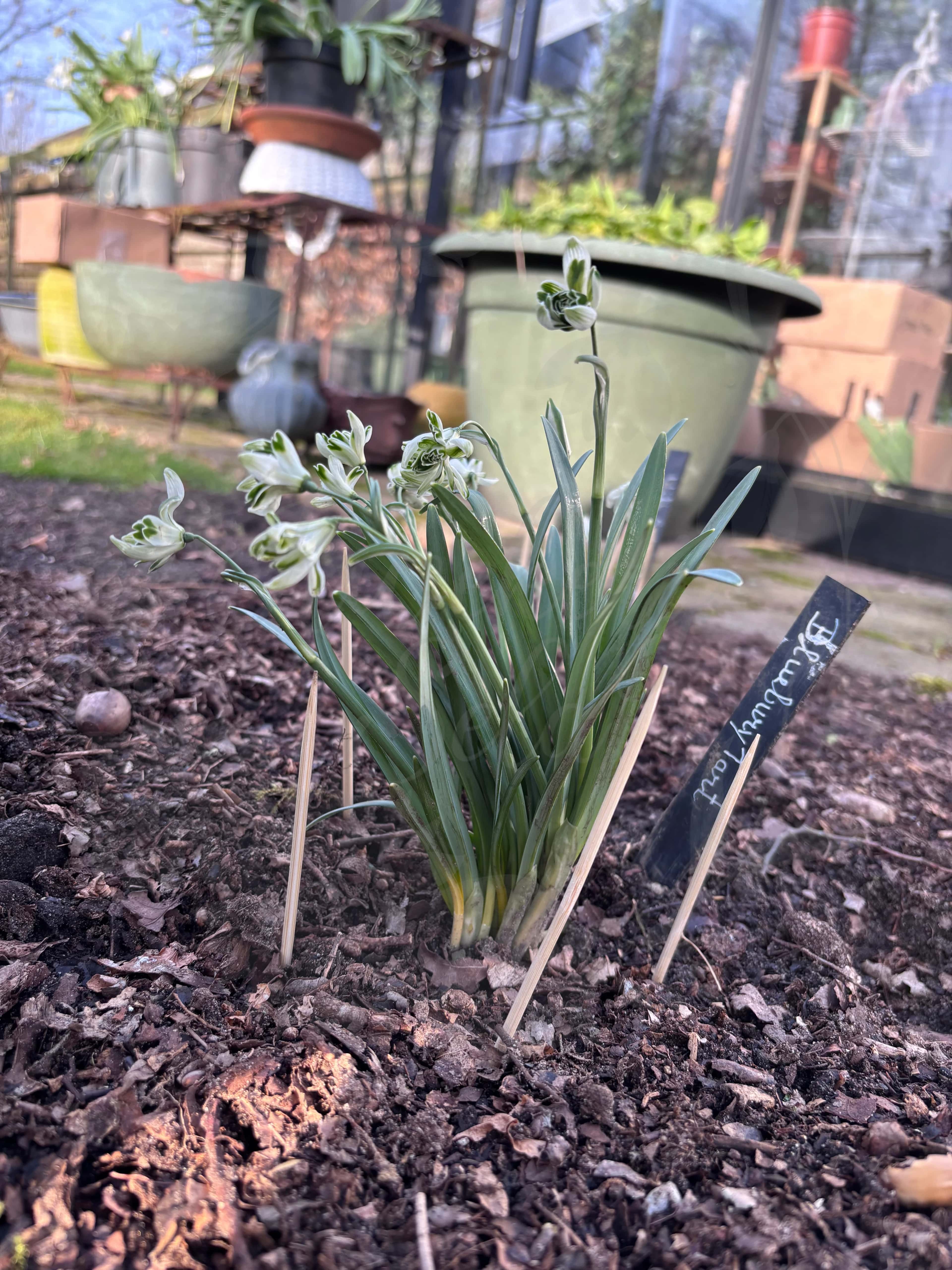 Galanthus "Blewbury Tart" 3