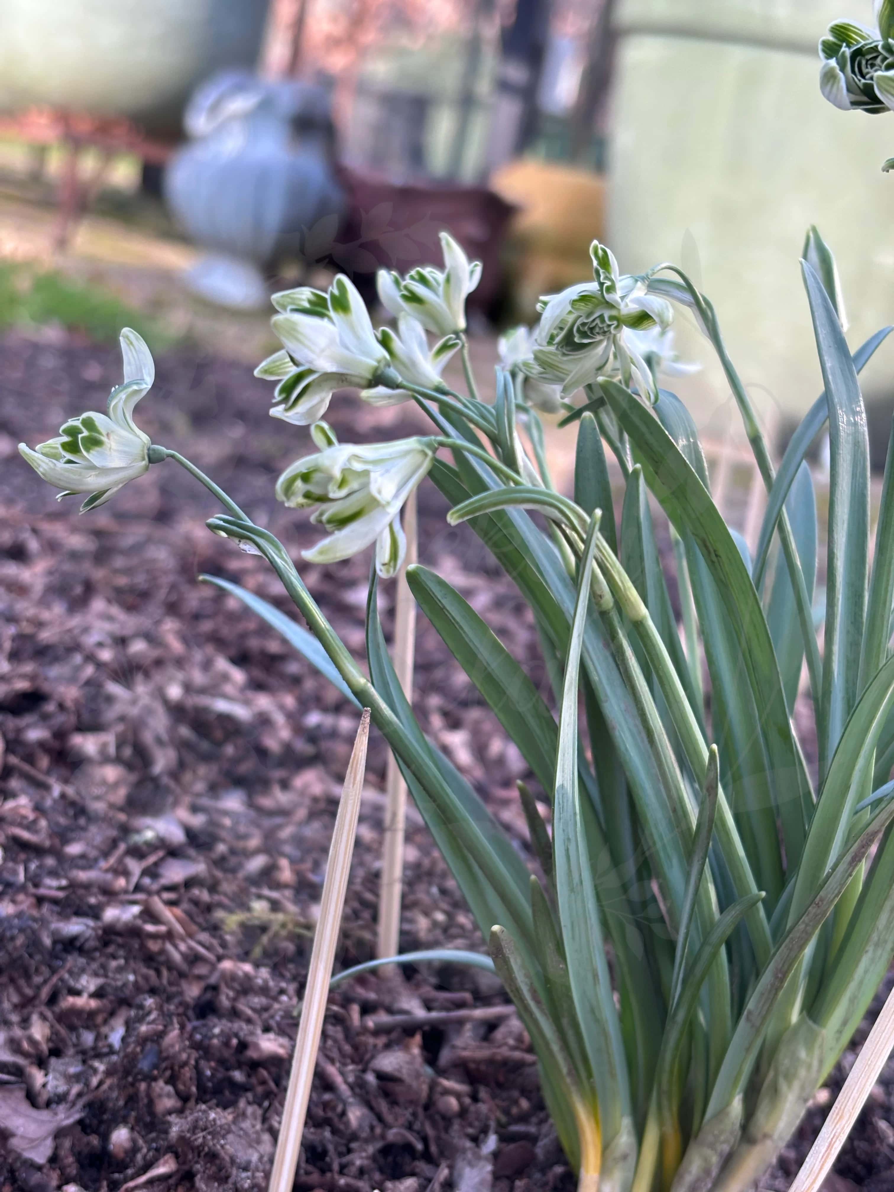 Galanthus "Blewbury Tart" 4