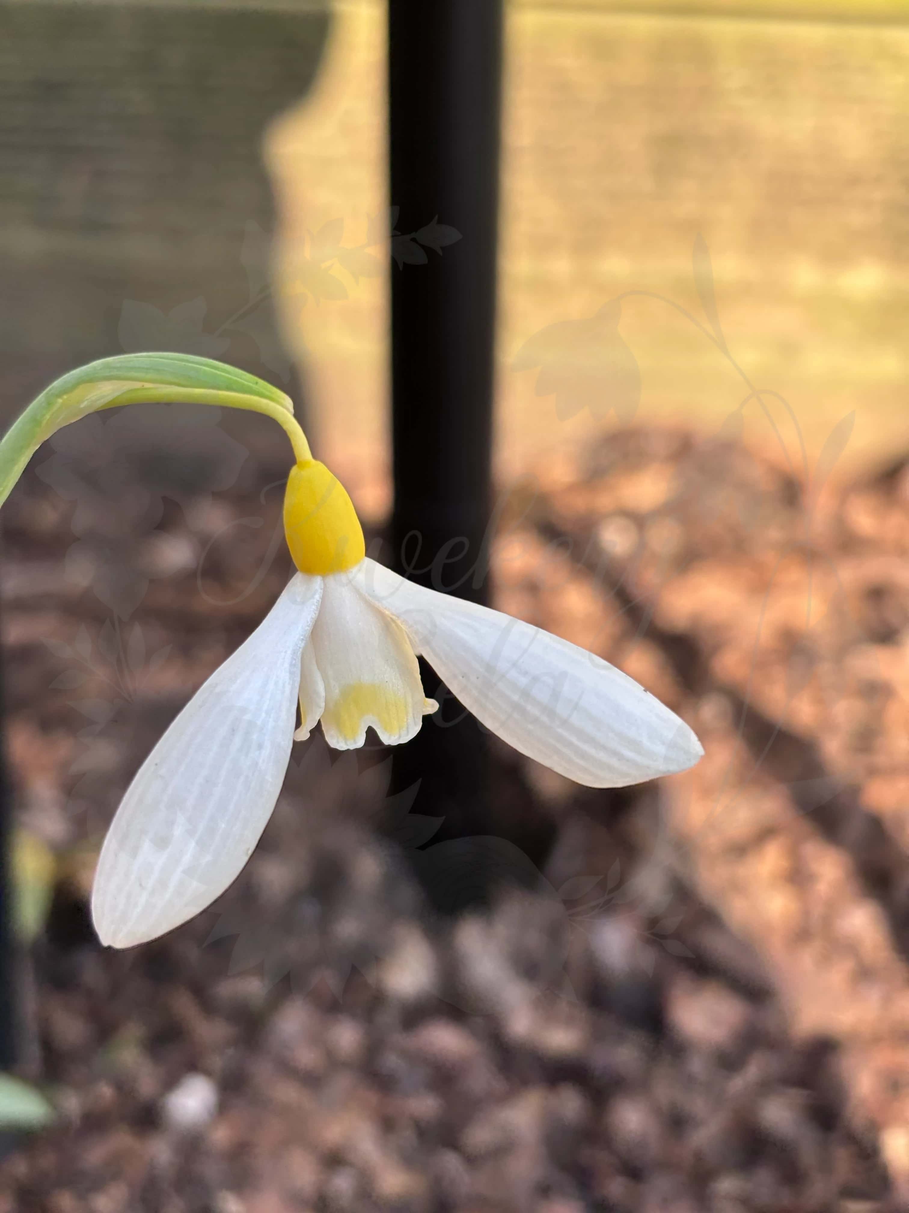 Galanthus "Brigadier Goldsturm" 1