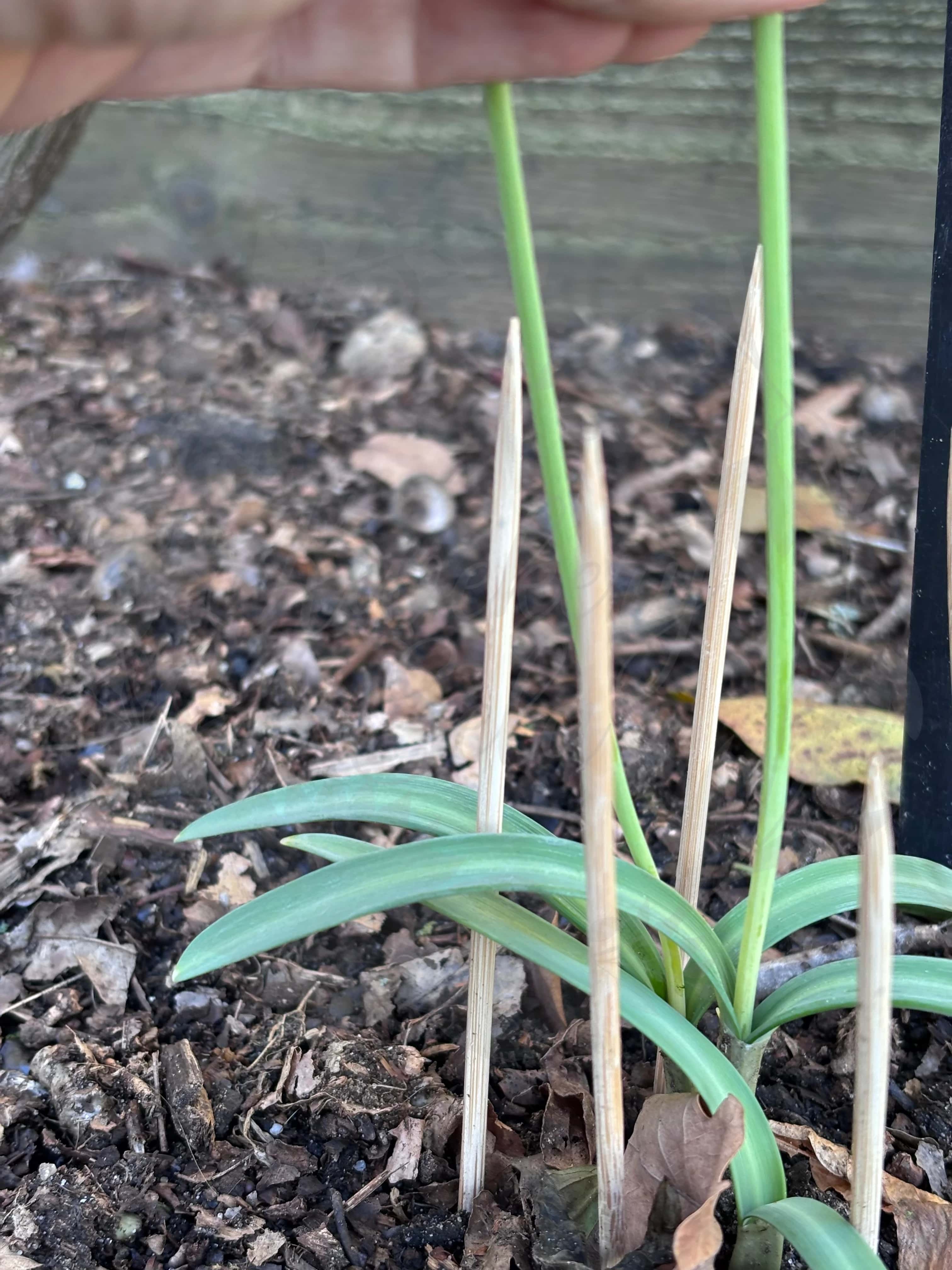 Galanthus "Brigadier Goldsturm" 2