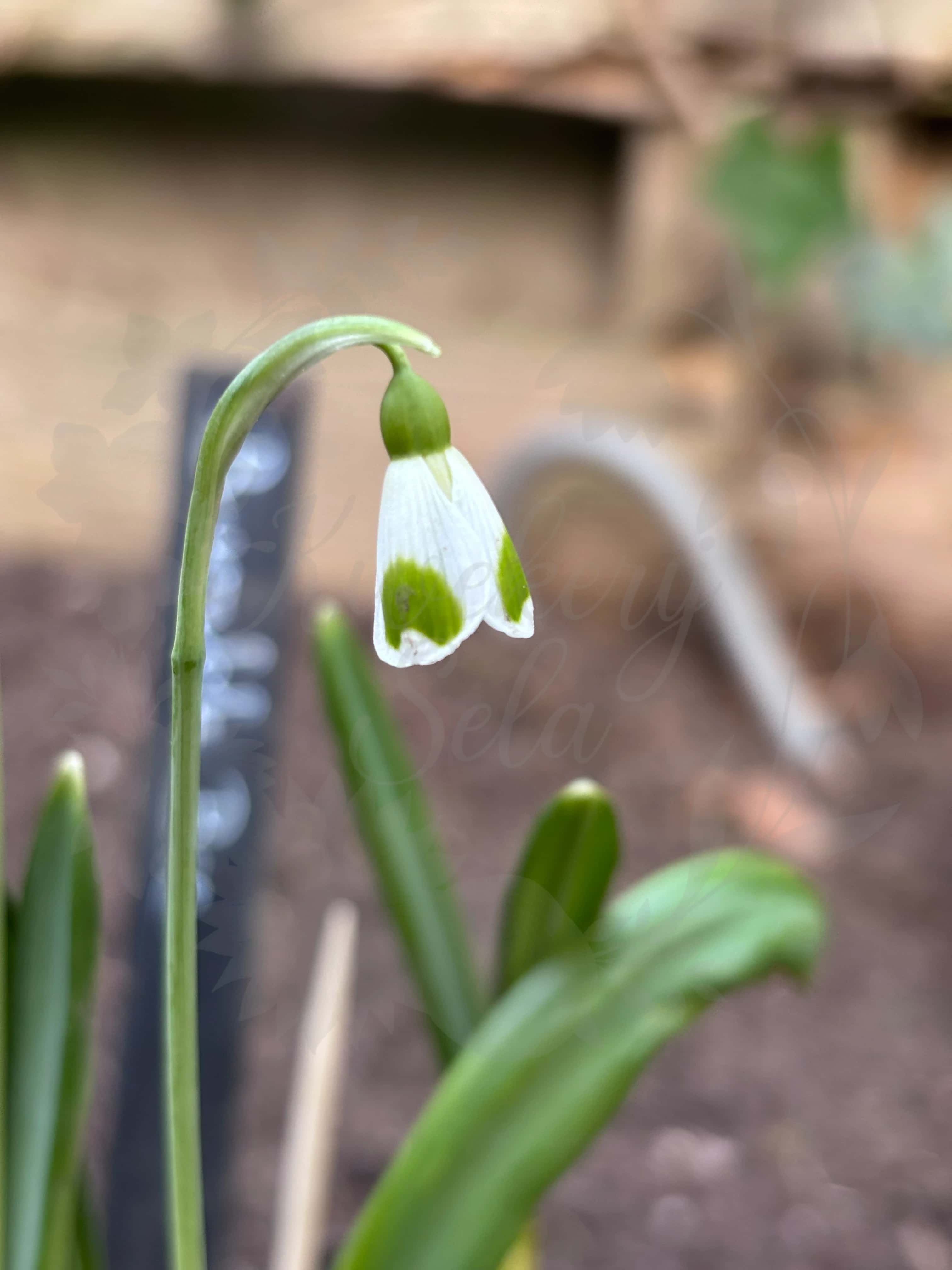 Galanthus "Bumblebee" 2