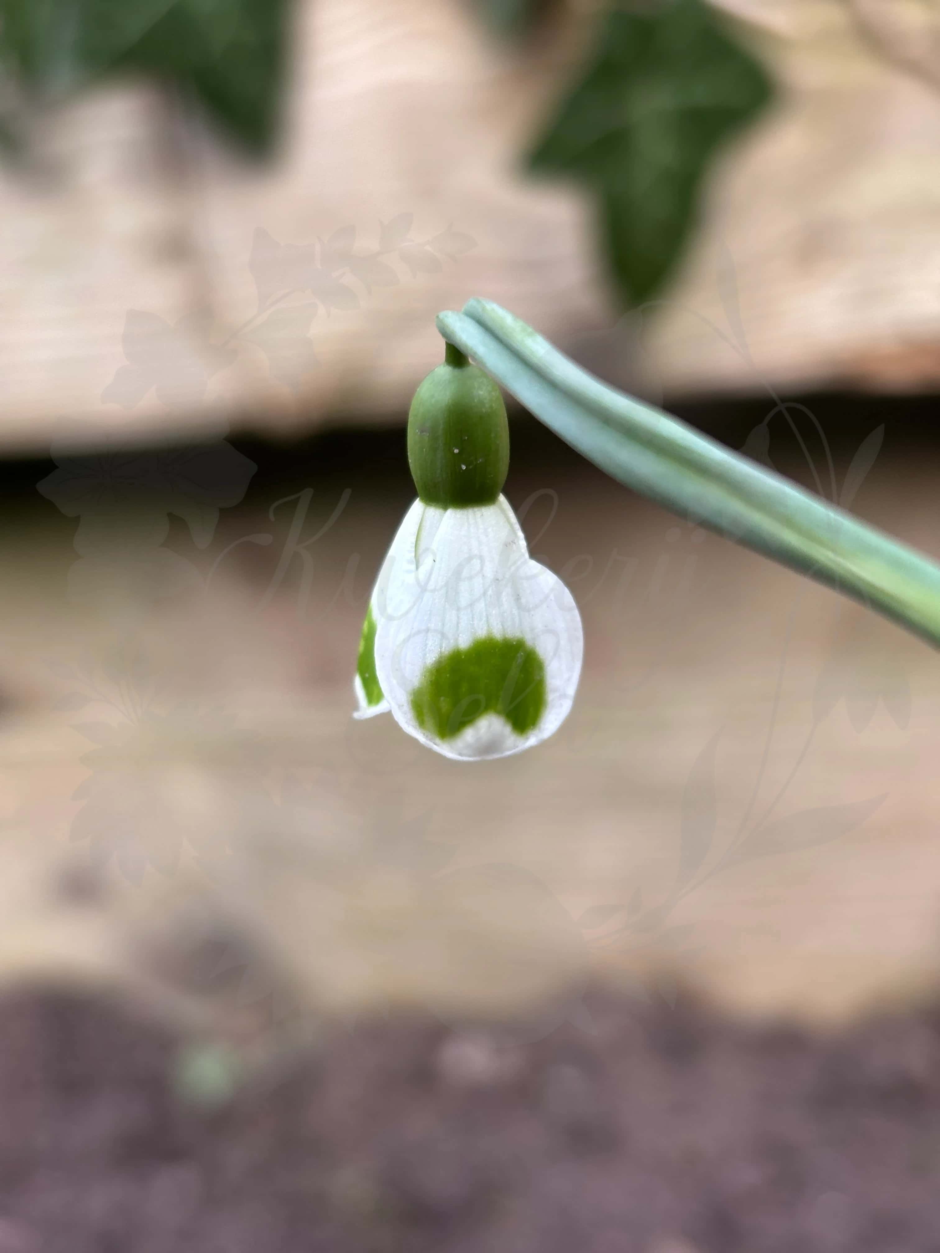 Galanthus "Bumblebee" 3