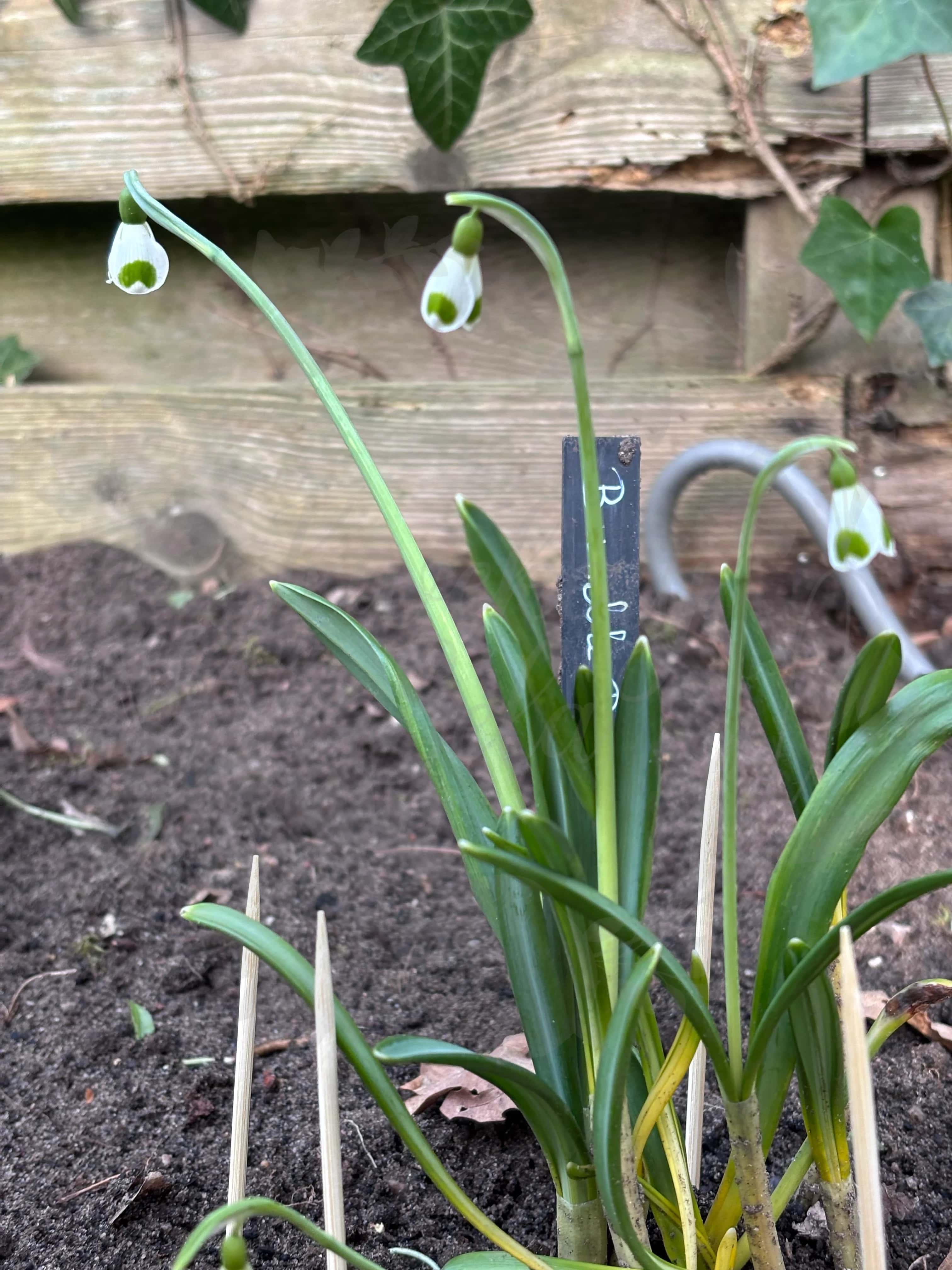 Galanthus "Bumblebee" 4