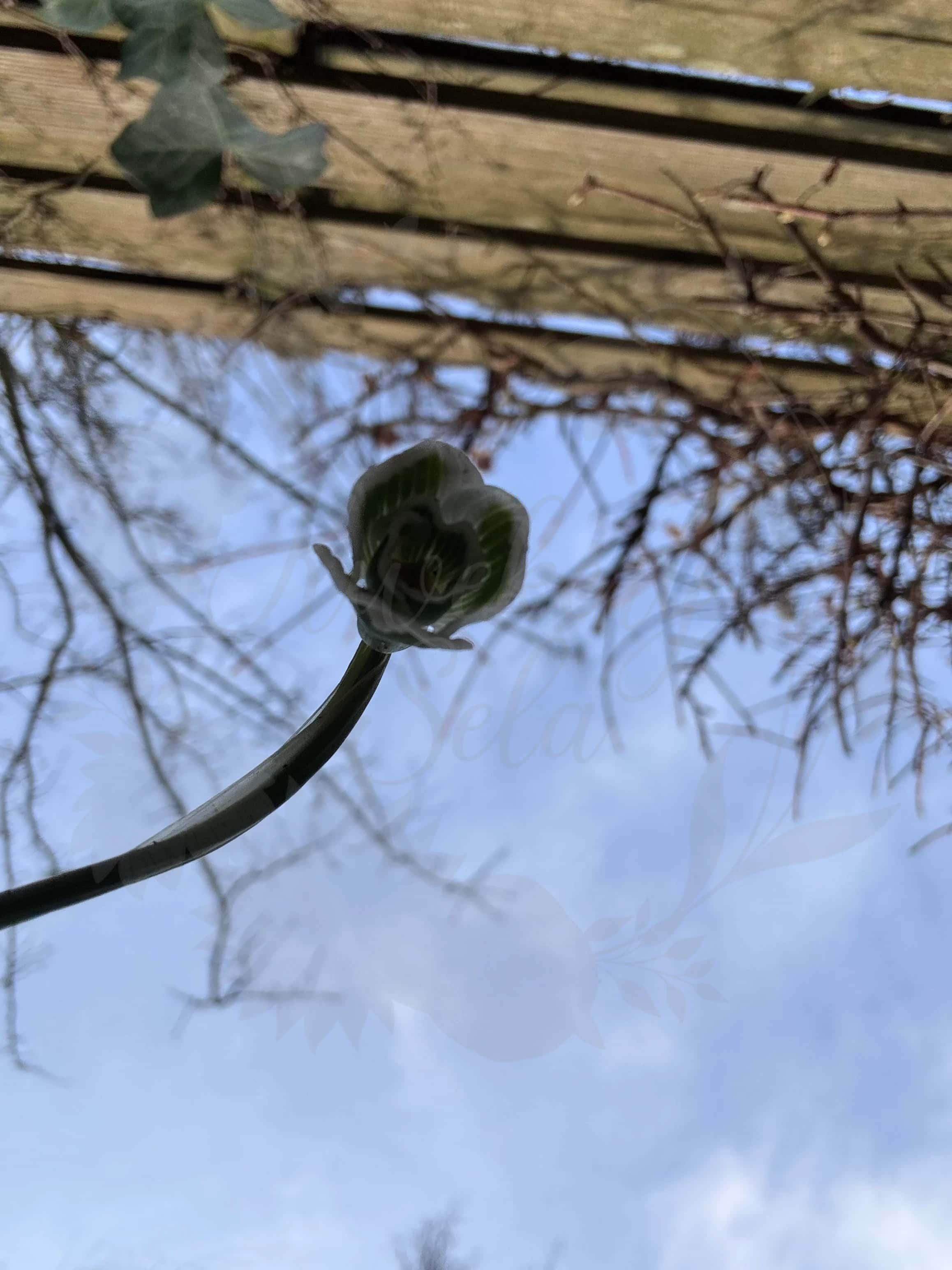 Galanthus "Bumblebee" 5