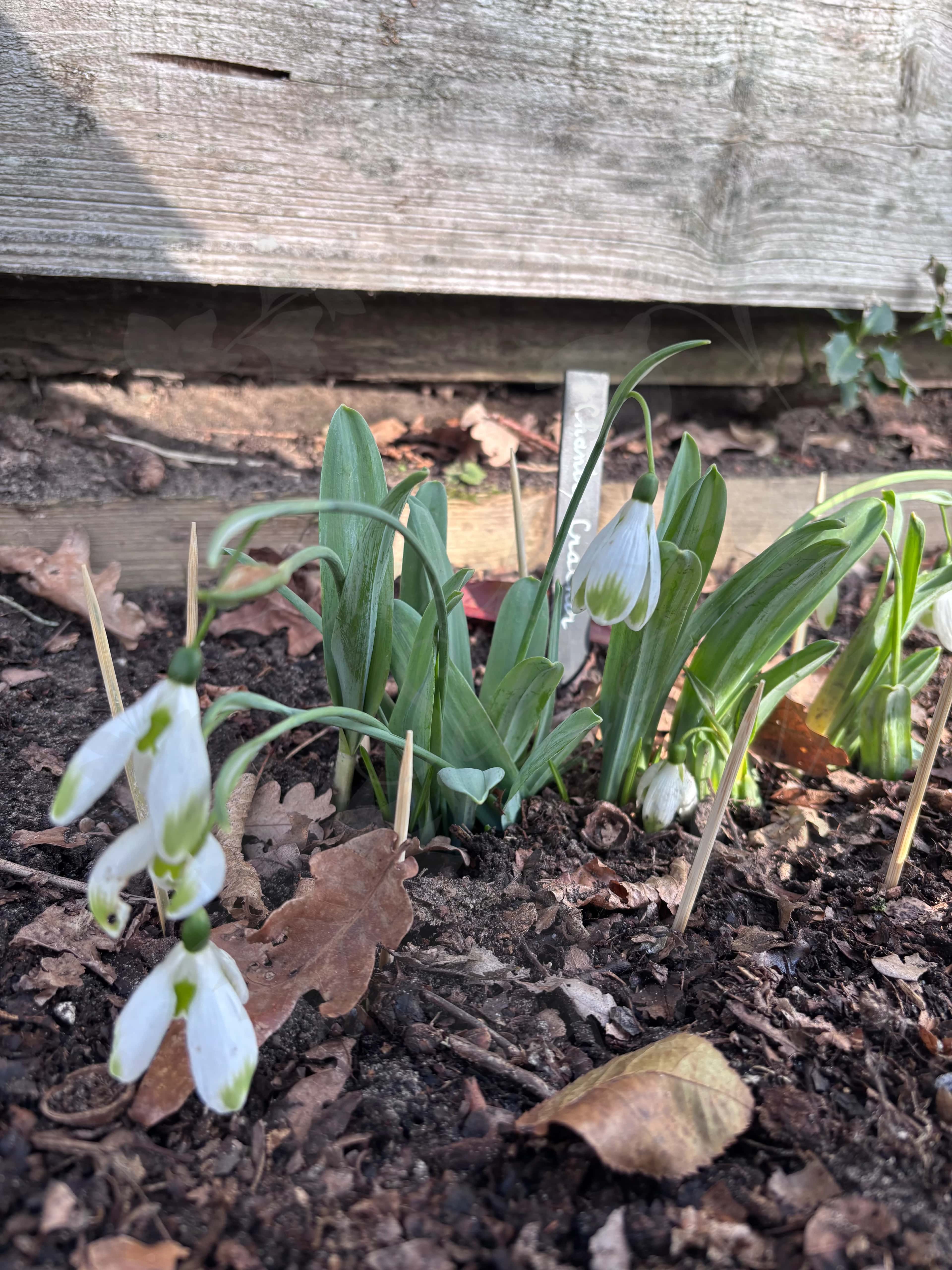 Galanthus "Chantry Cracker" 2