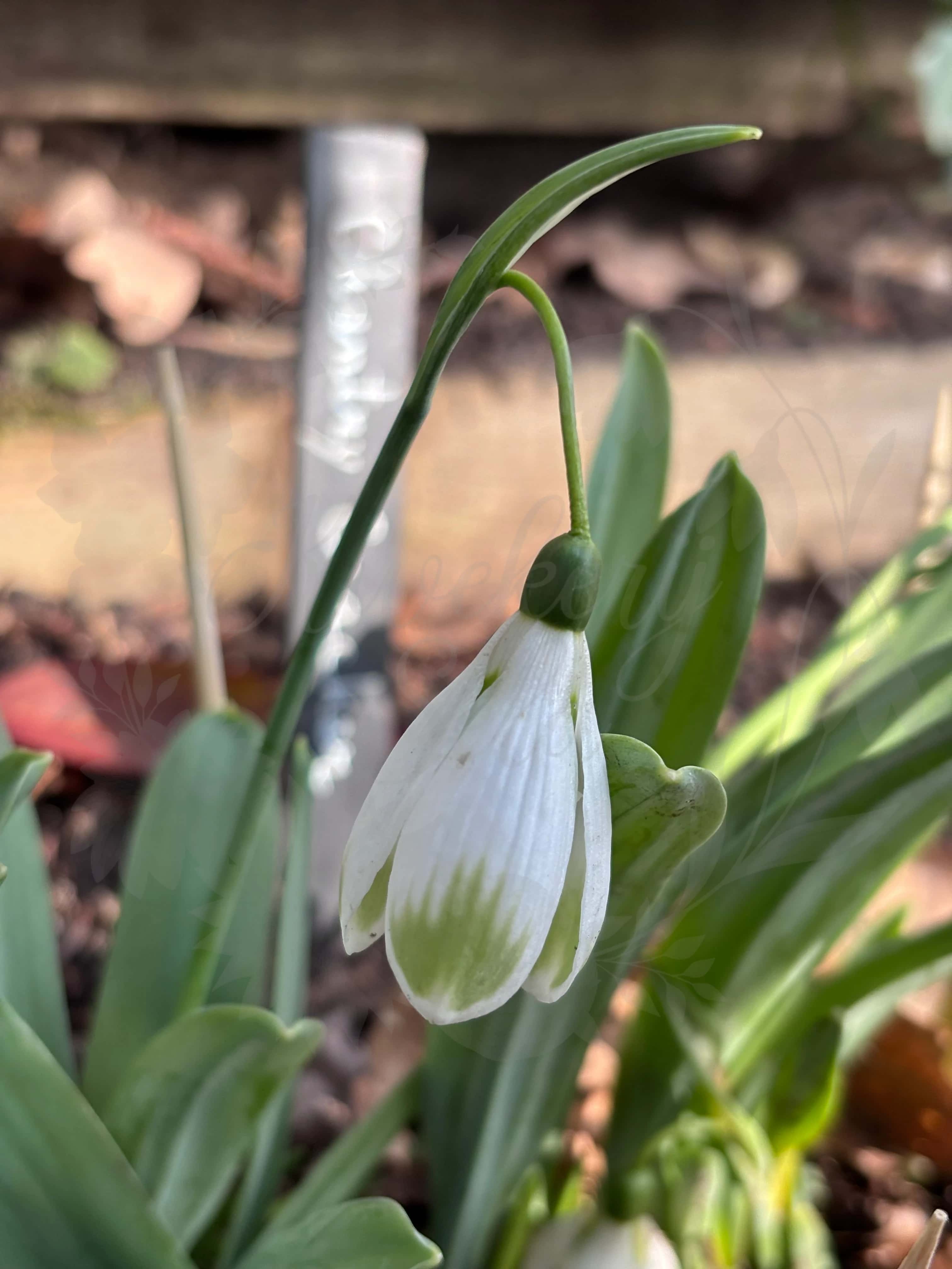 Galanthus "Chantry Cracker" 1