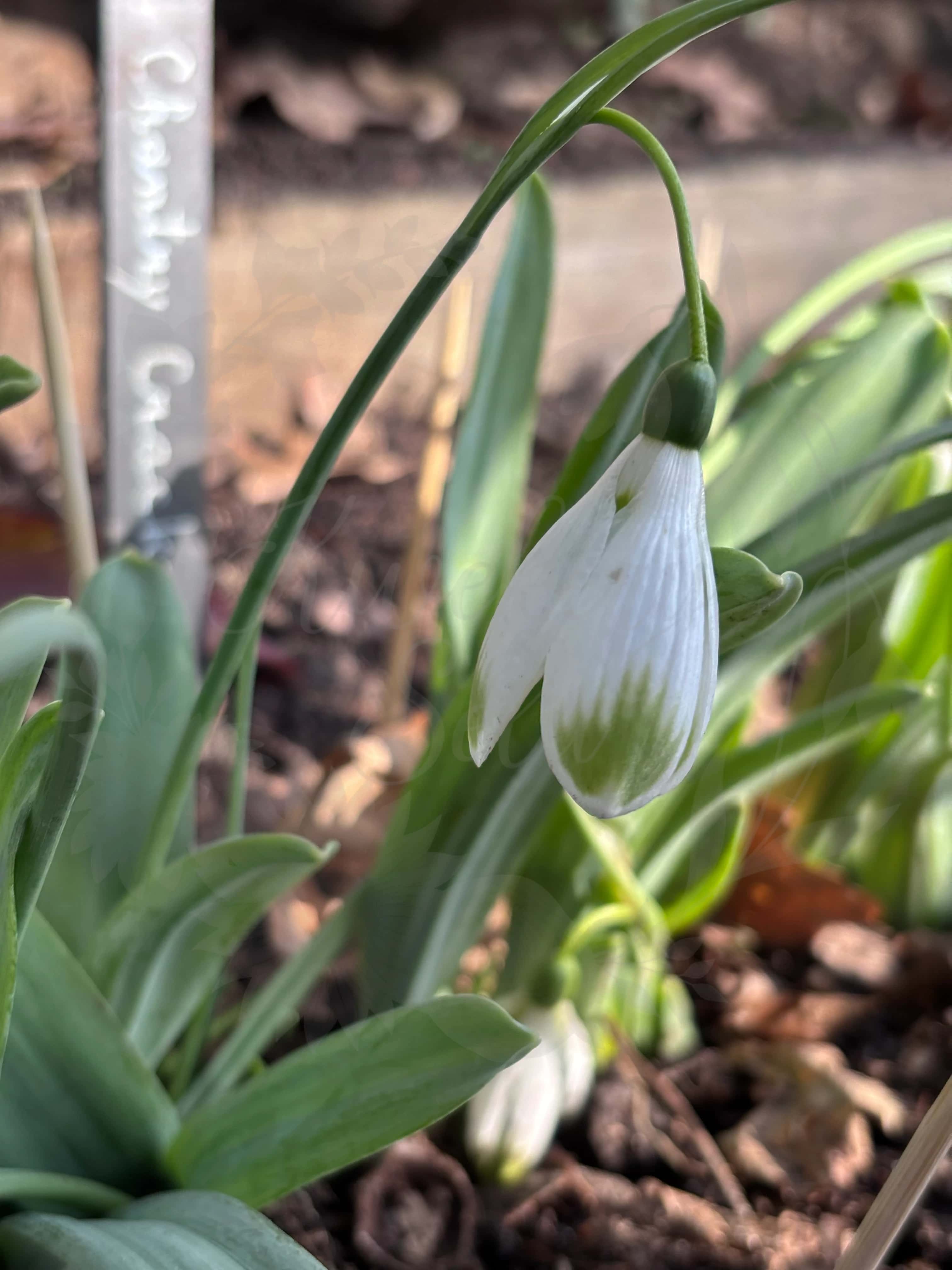 Galanthus "Chantry Cracker" 3