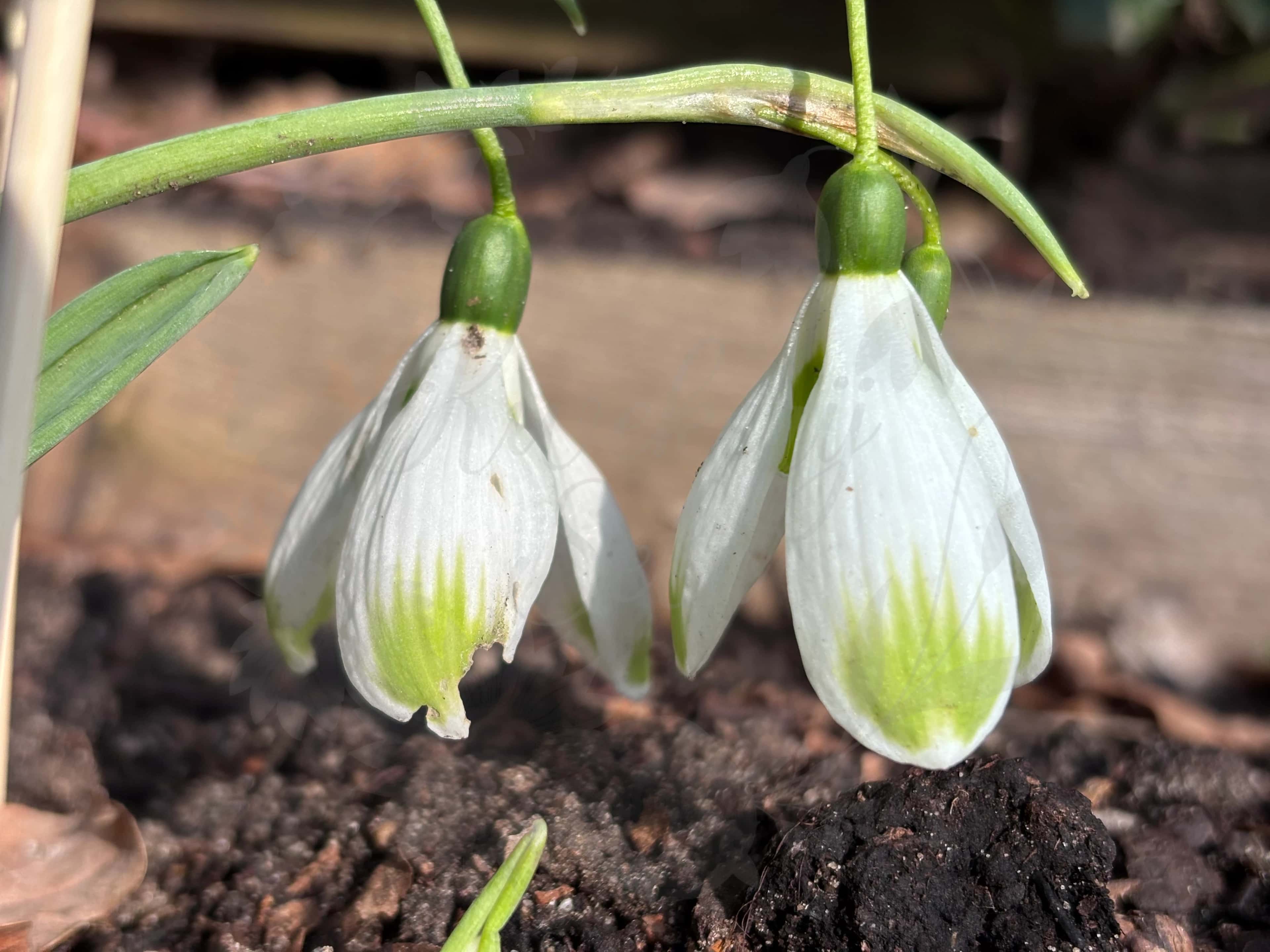 Galanthus "Chantry Cracker" 4