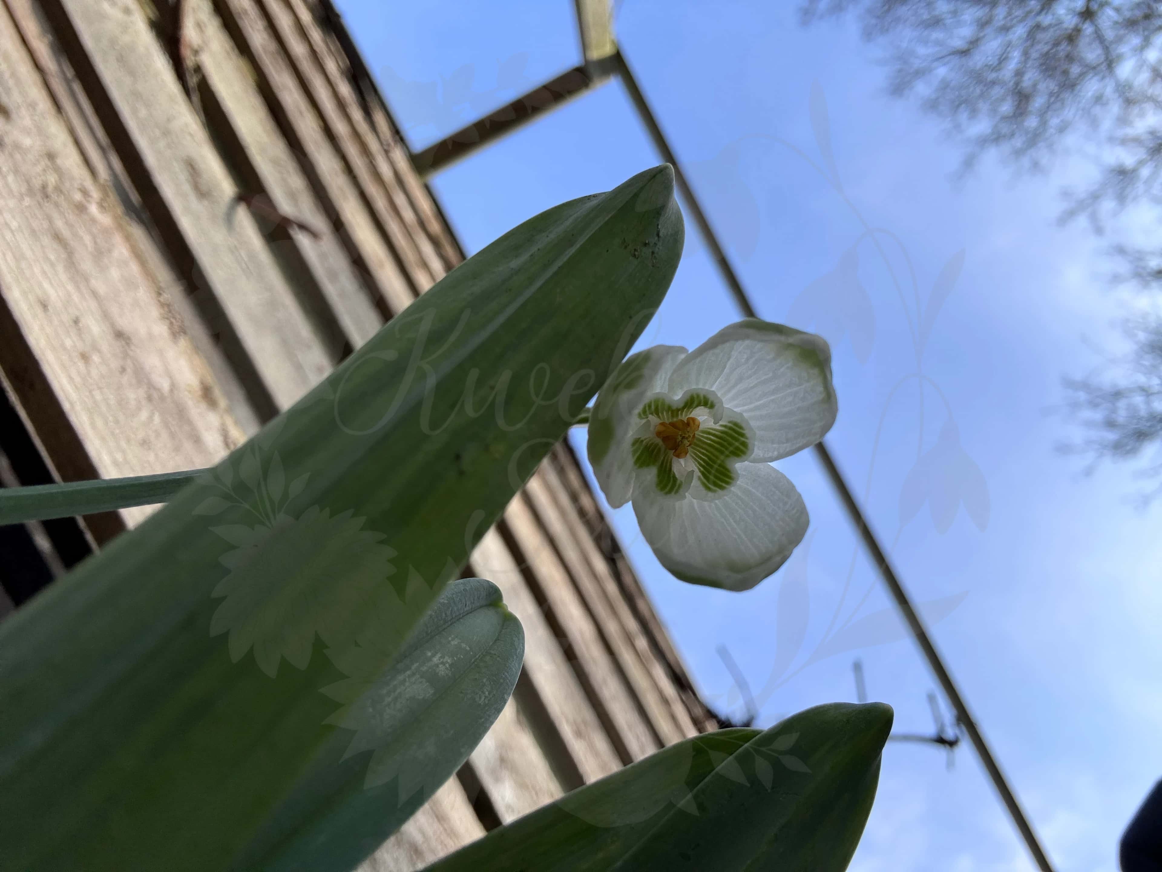 Galanthus "Chantry Cracker" 5
