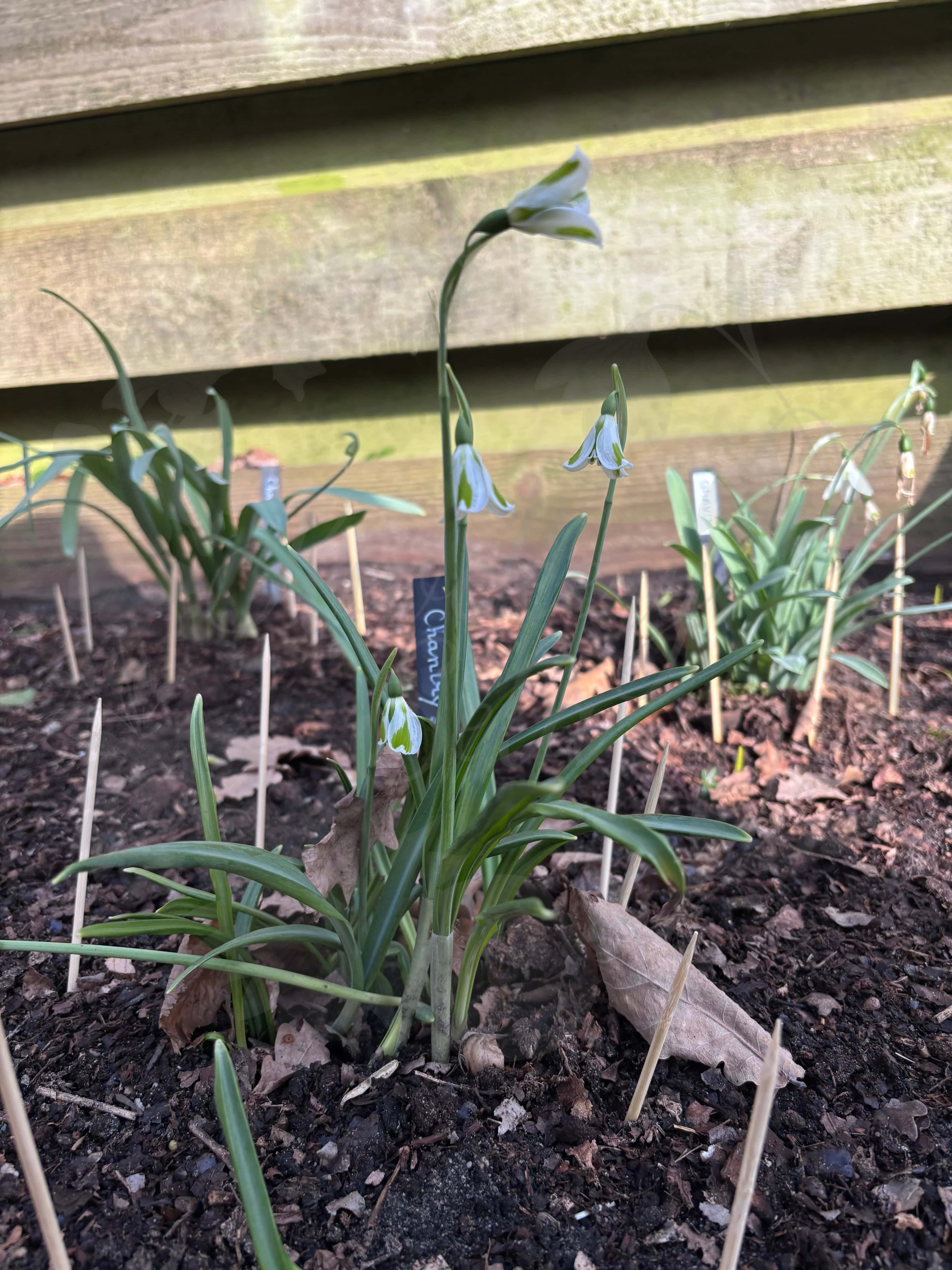 Galanthus "Chantry Lady" 3
