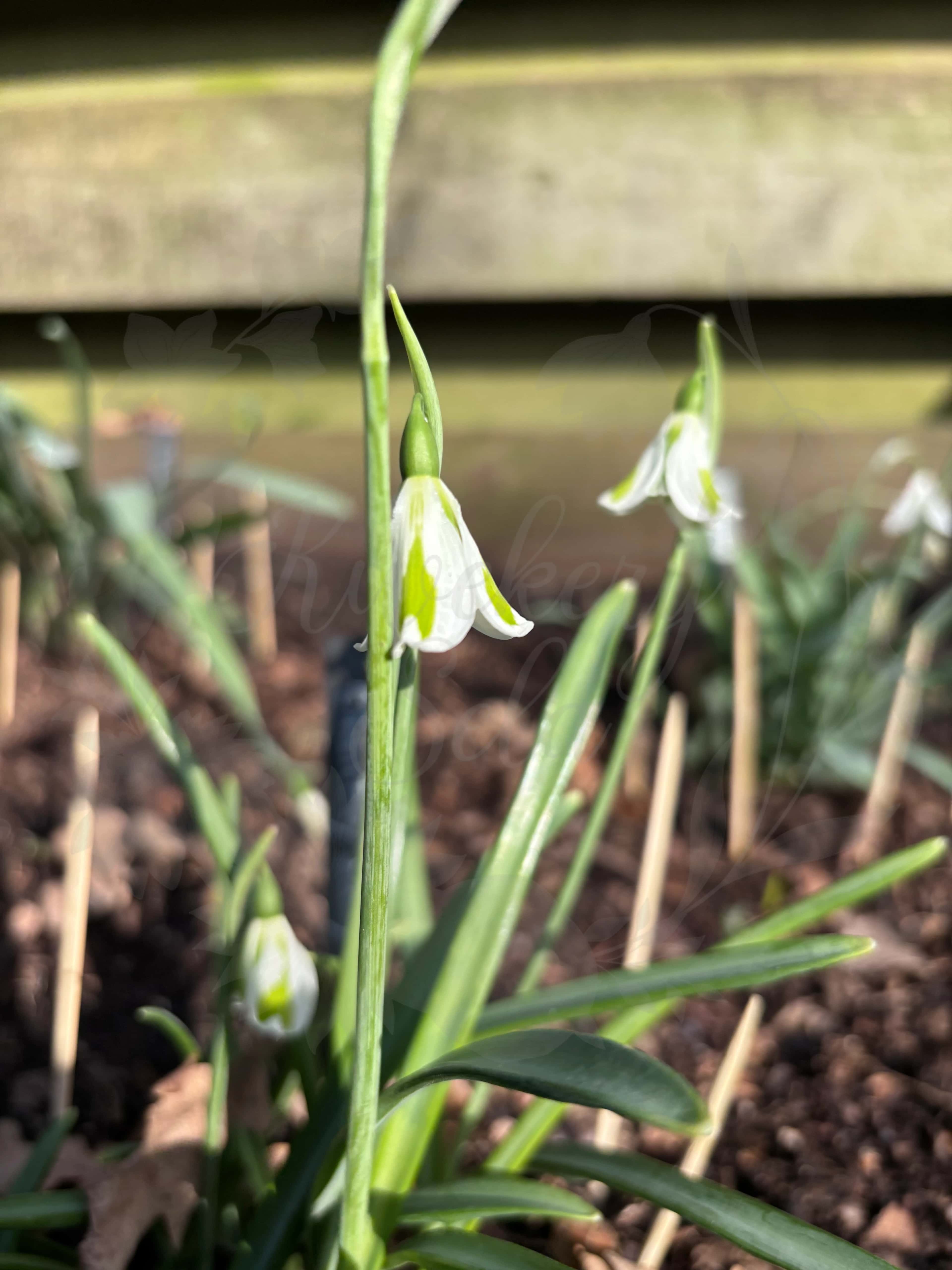 Galanthus "Chantry Lady" 2