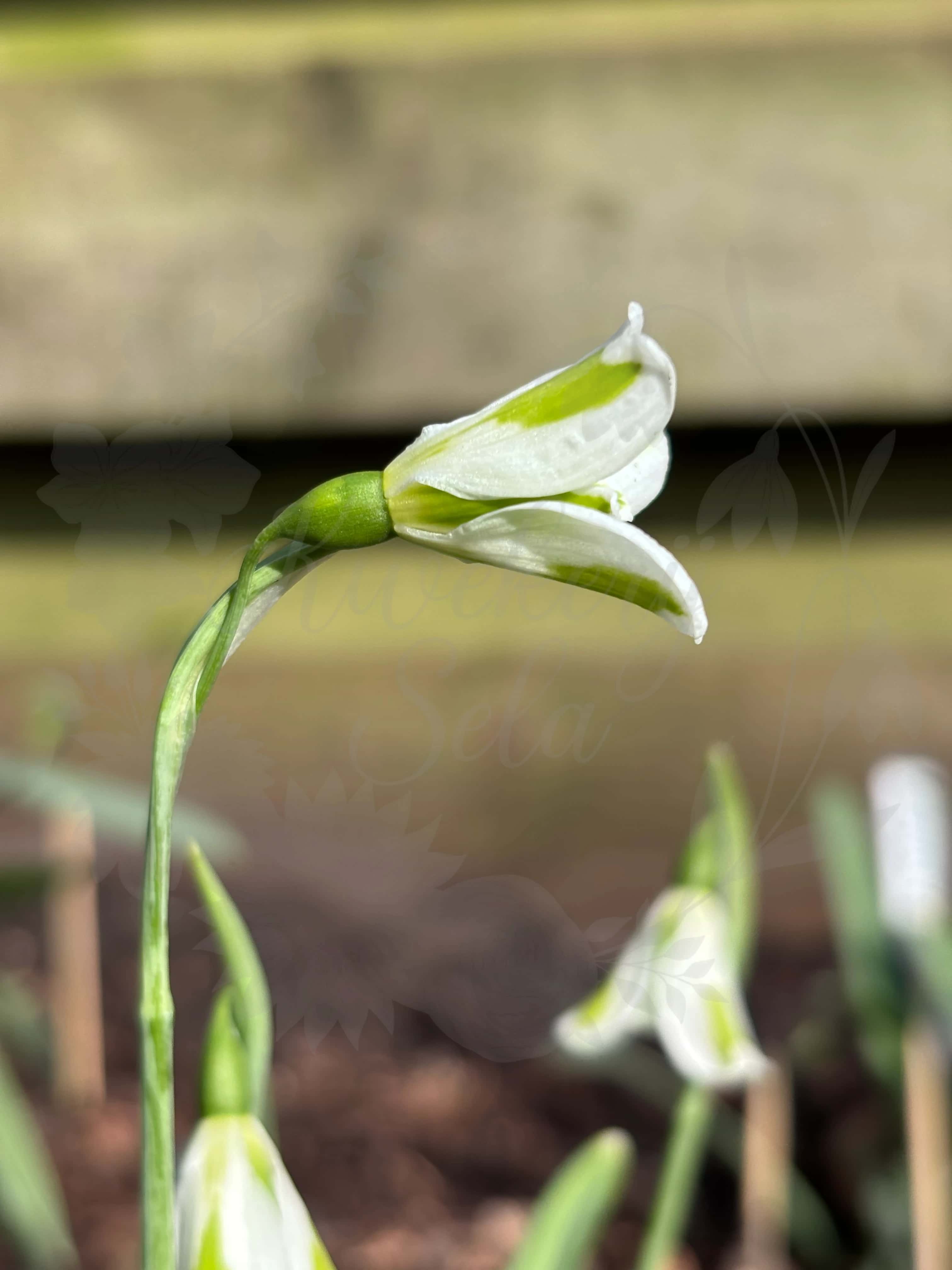 Galanthus "Chantry Lady" 1