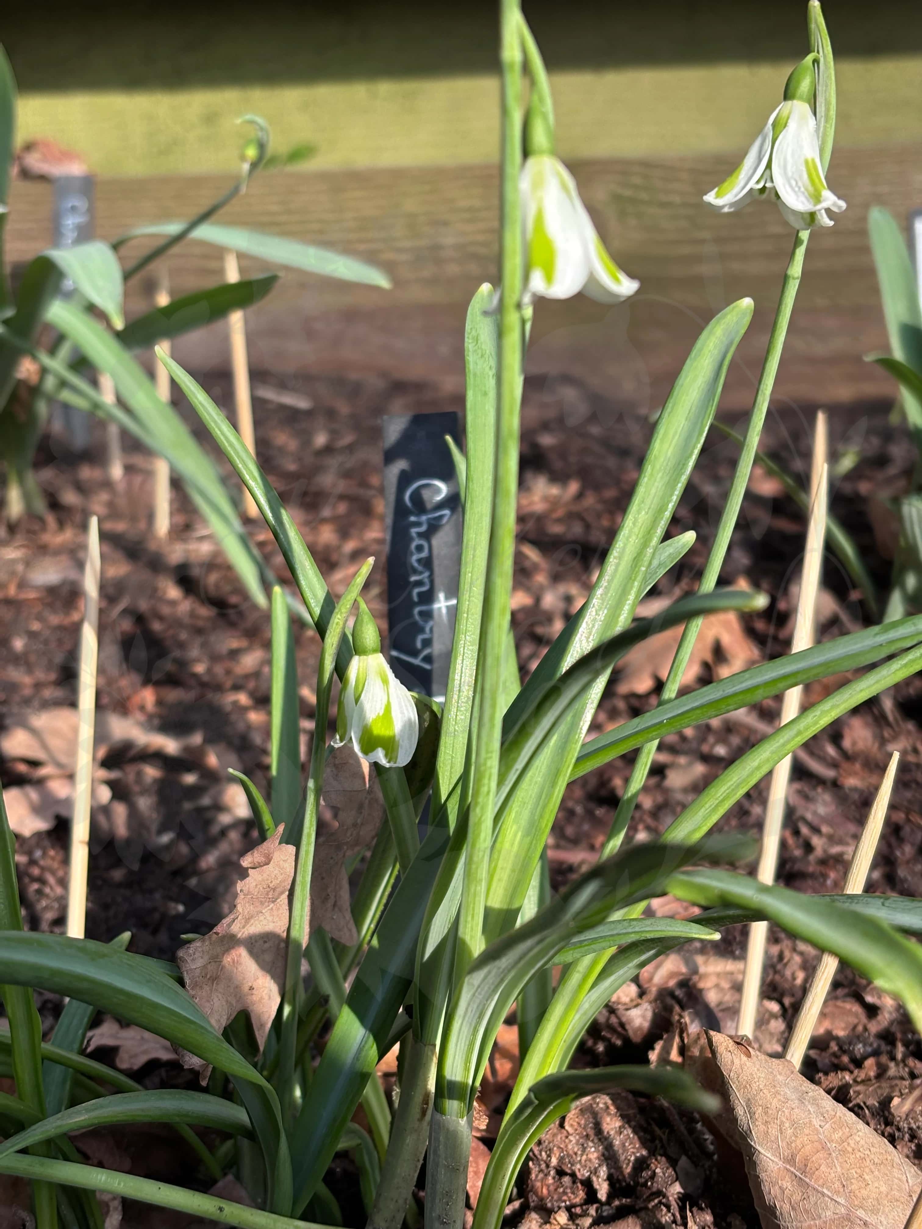 Galanthus "Chantry Lady" 4