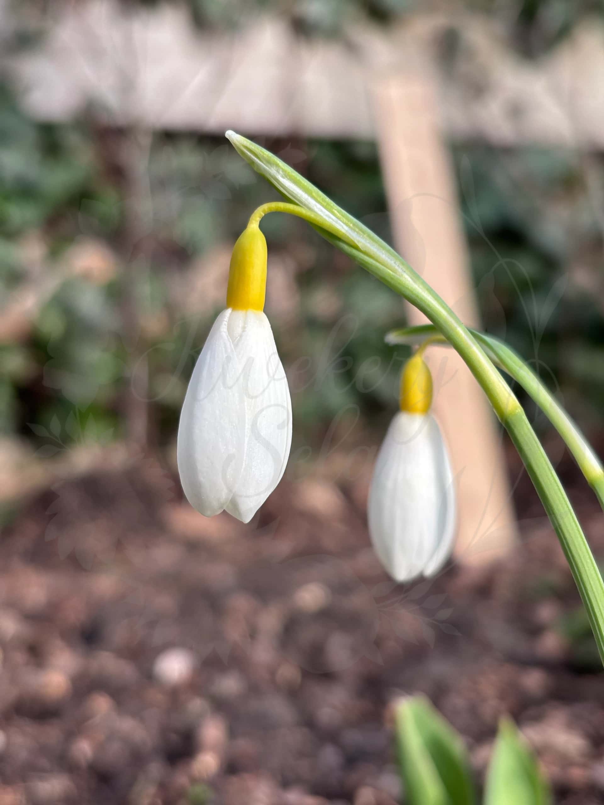 Galanthus "Dryads Gold Medal" 1