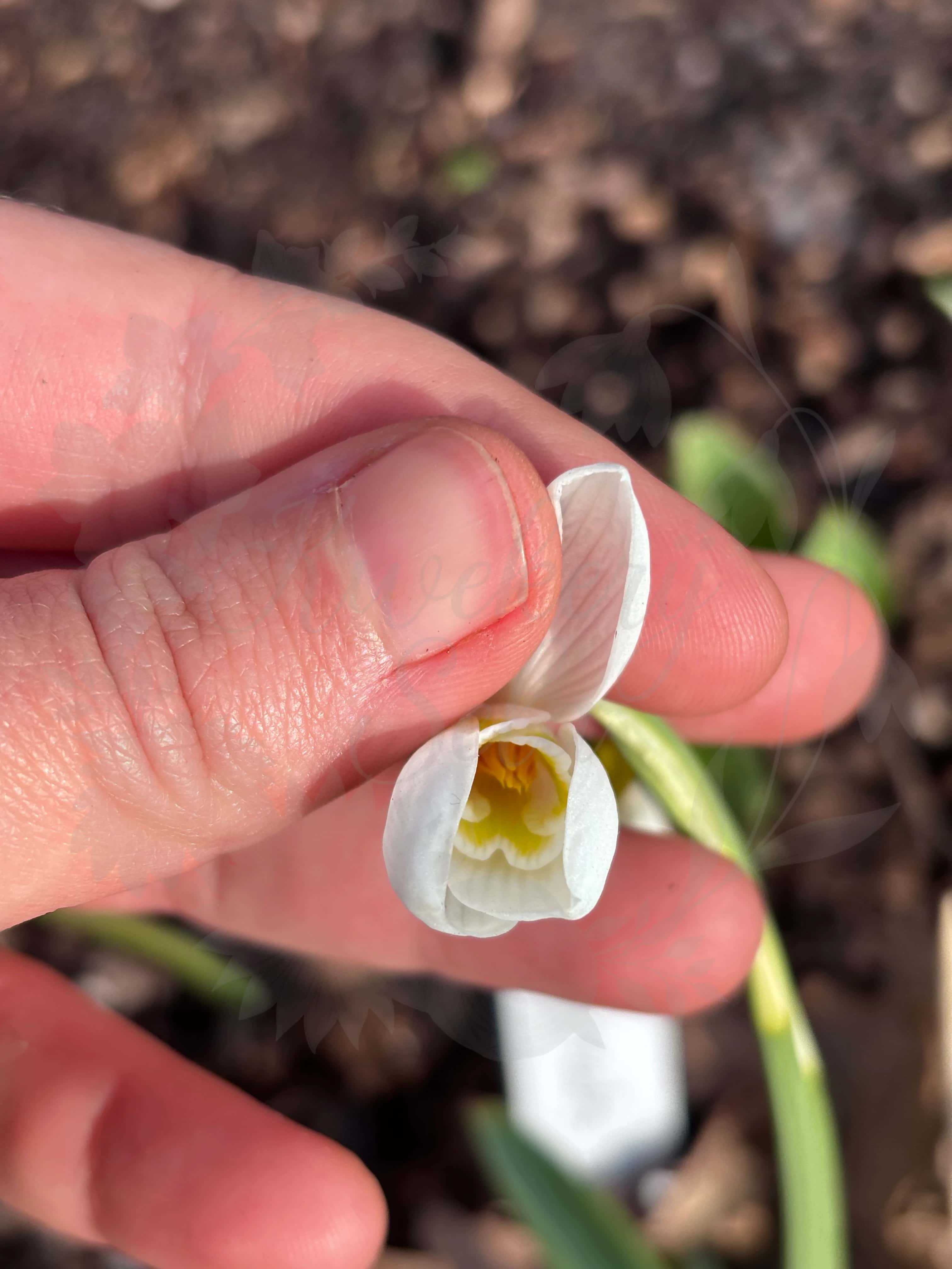 Galanthus "Dryads Gold" 2