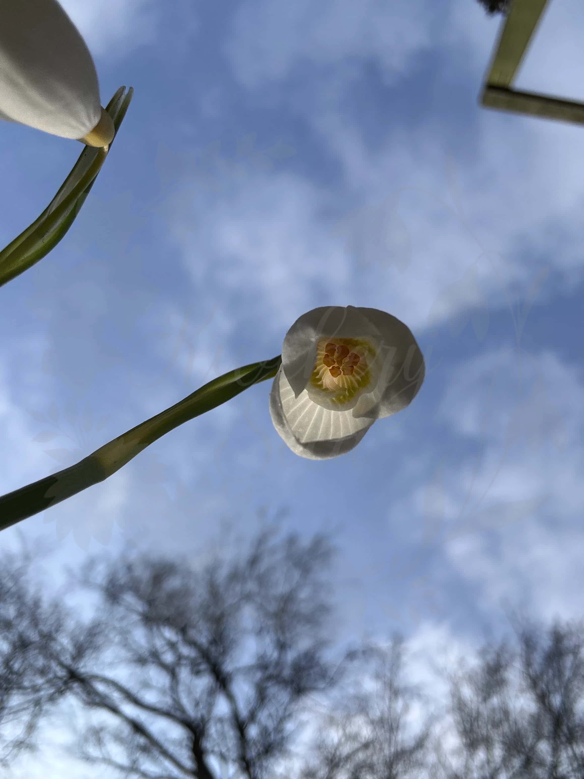 Galanthus "Dryads Gold" 3