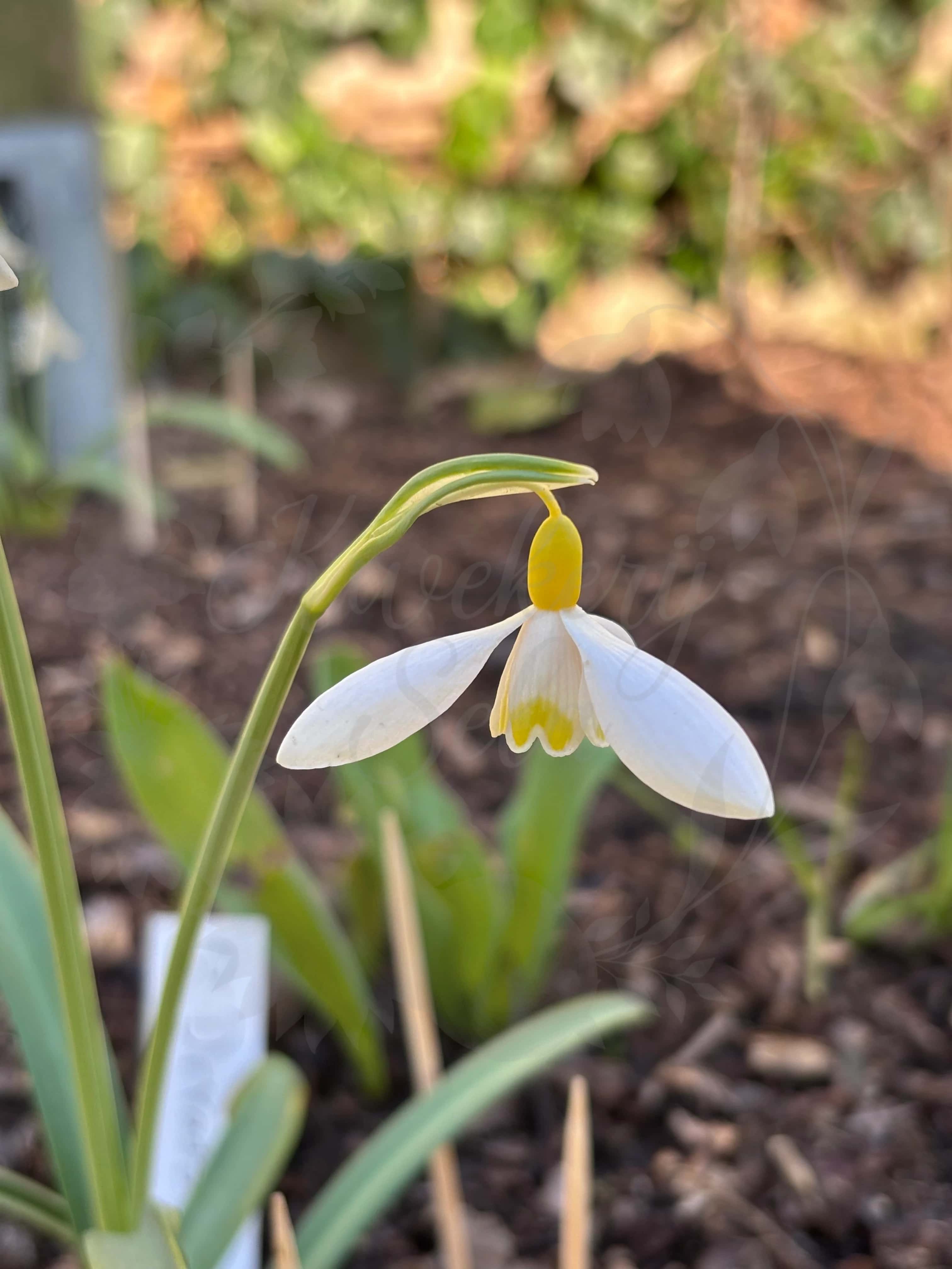 Galanthus "Dryads Gold" 4