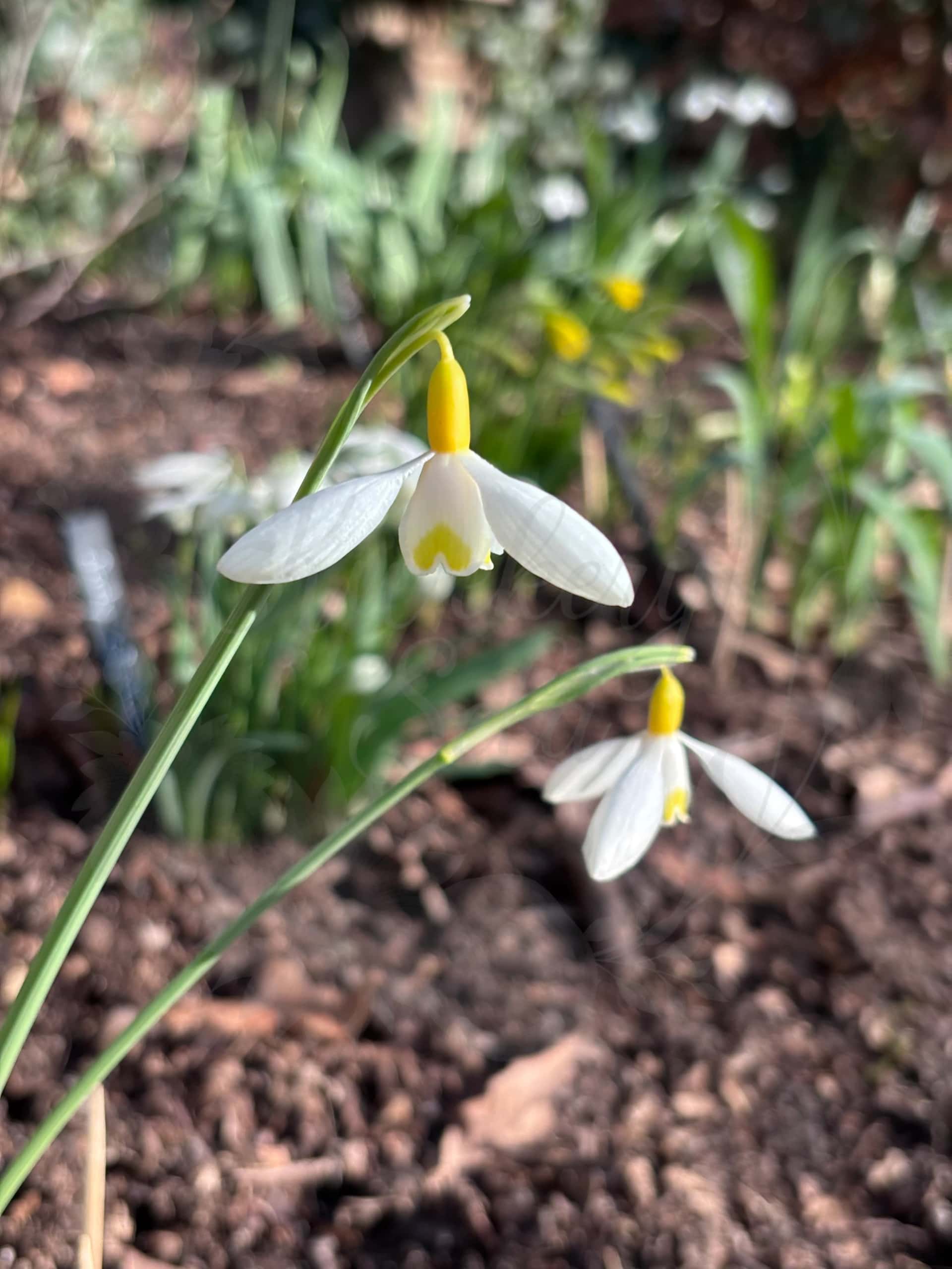 Galanthus "Dryads Gold Medal" 5