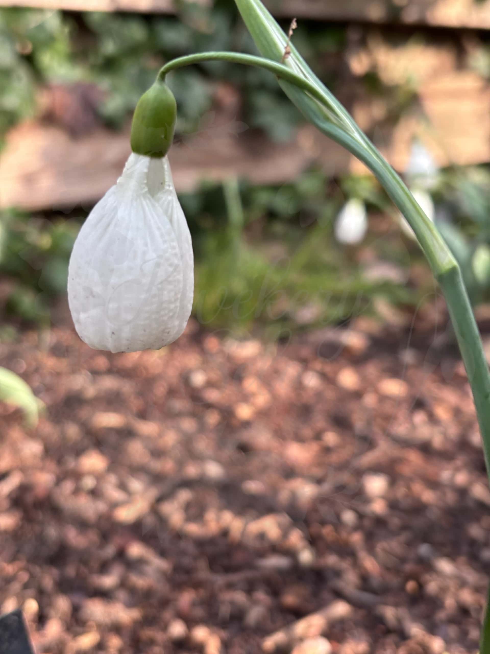 Galanthus "Elouise" 1