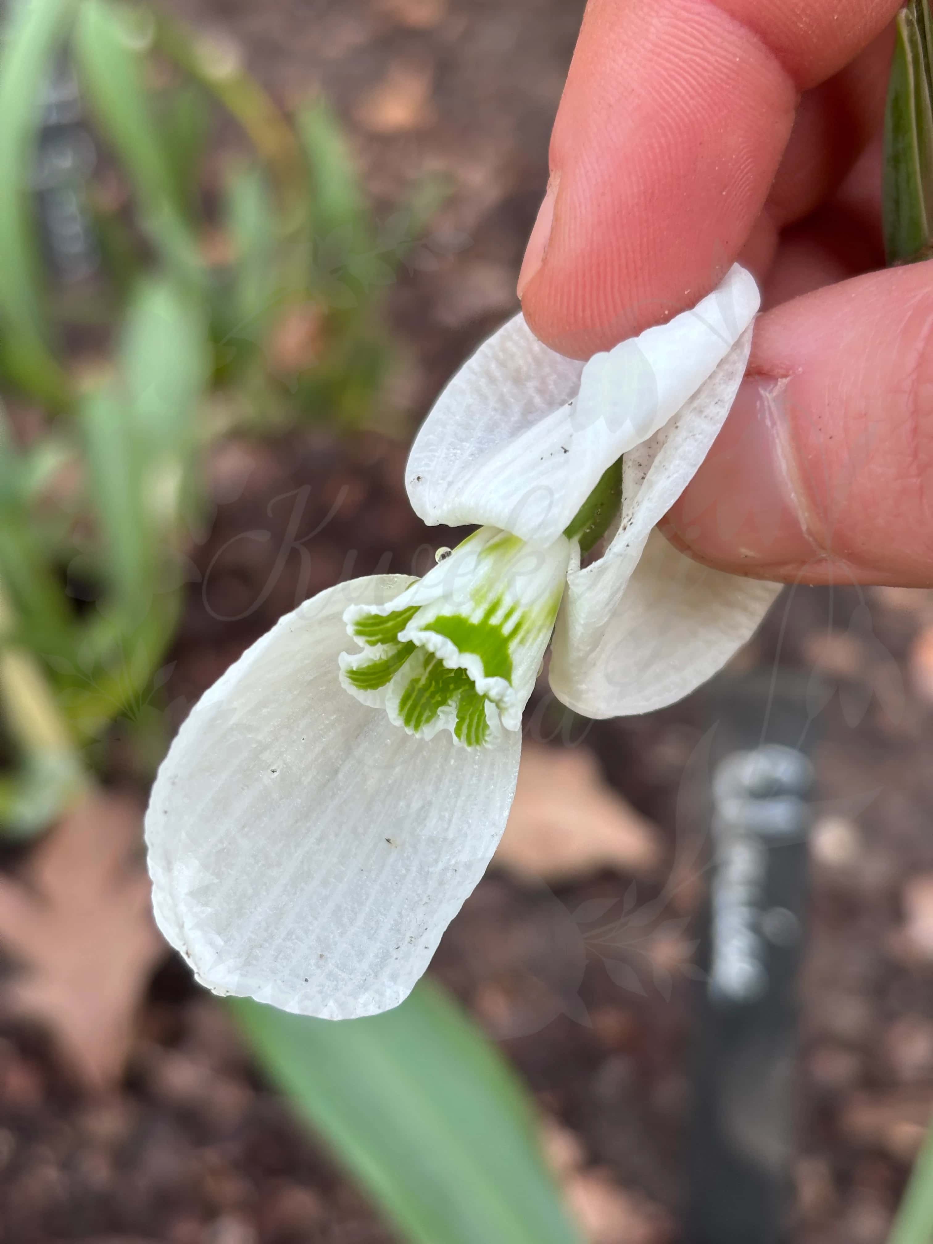 Galanthus "Elouise" 2