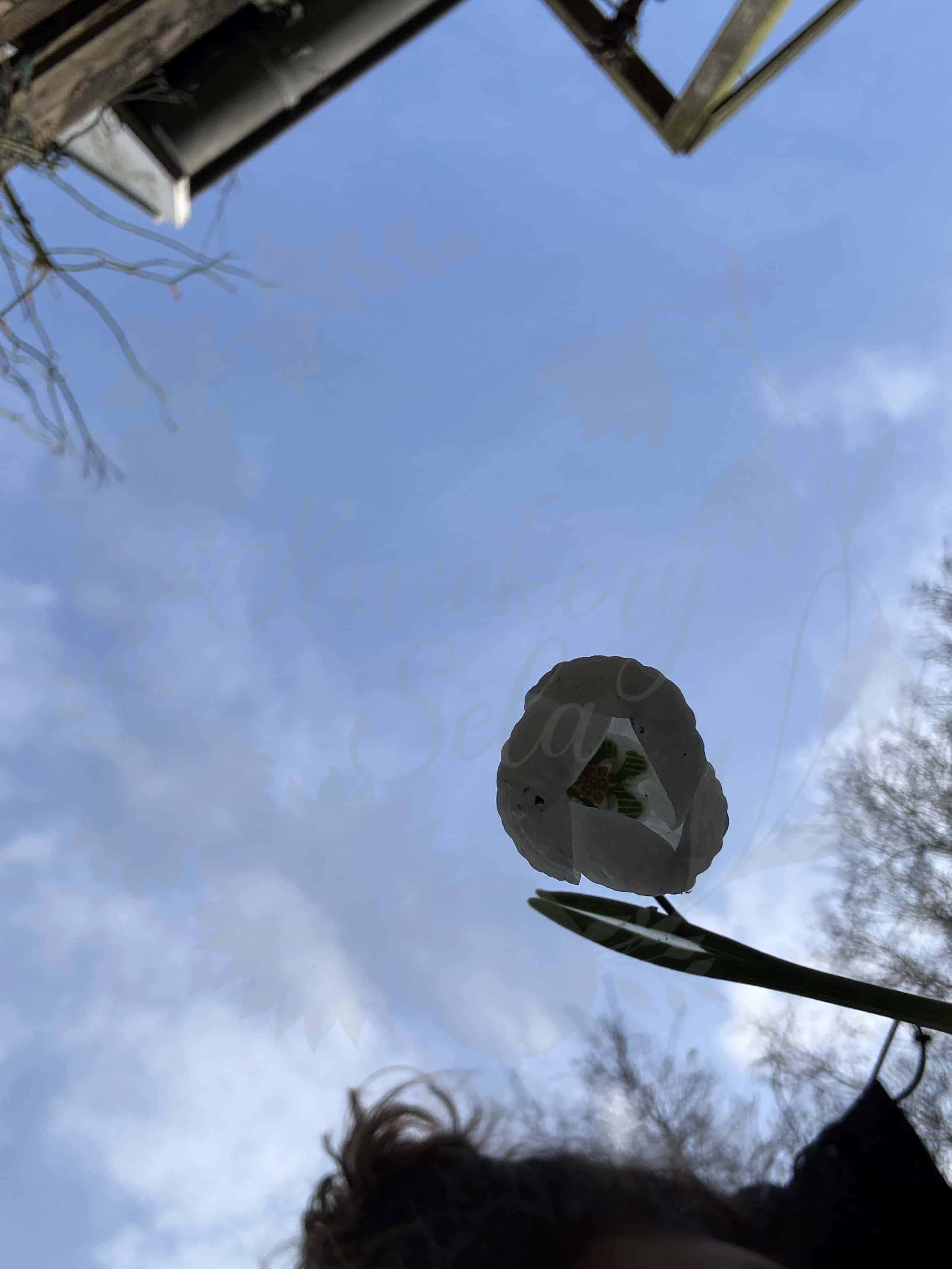 Galanthus "Elouise" 3