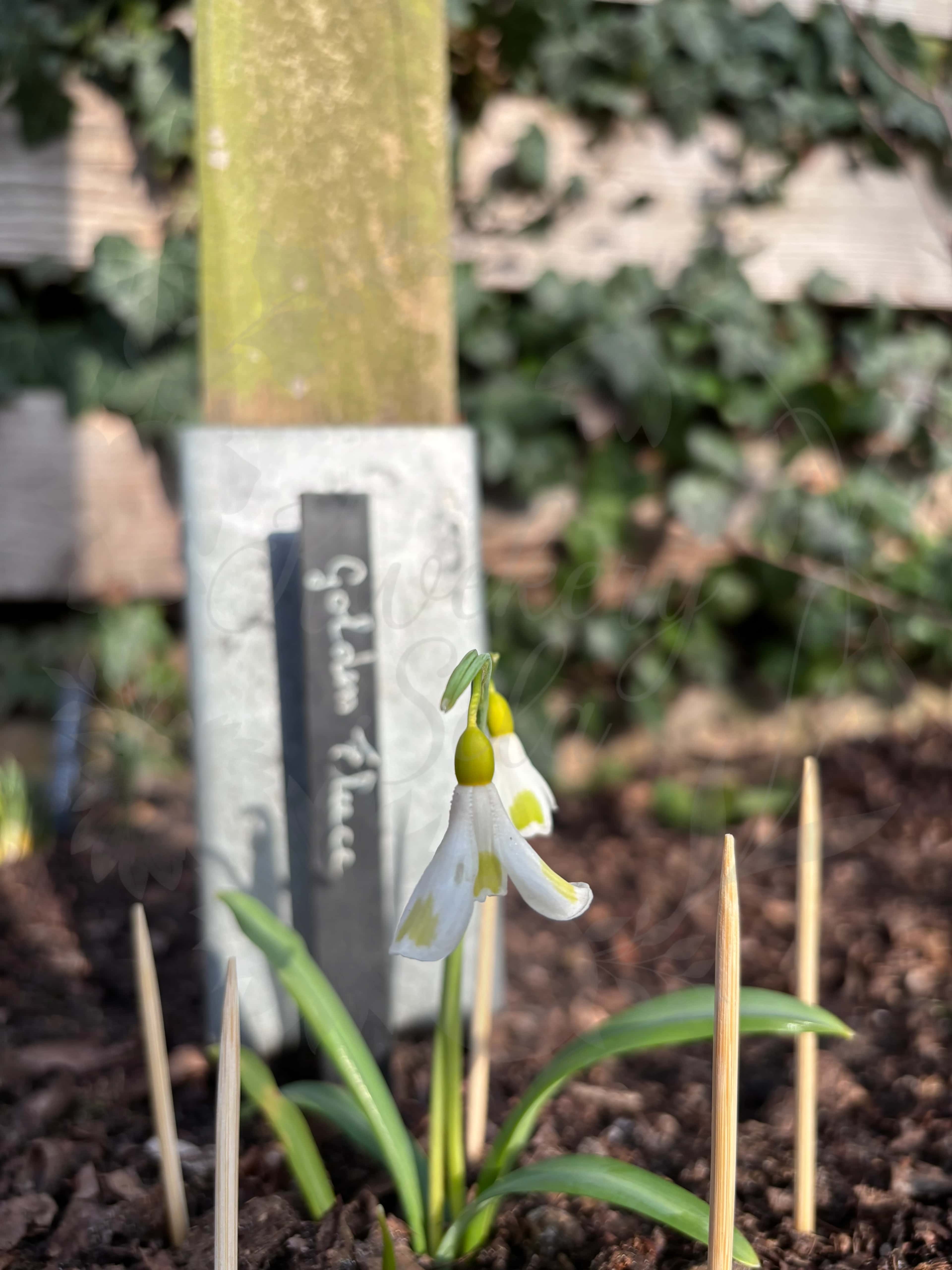 Galanthus "Golden Fleece" 3