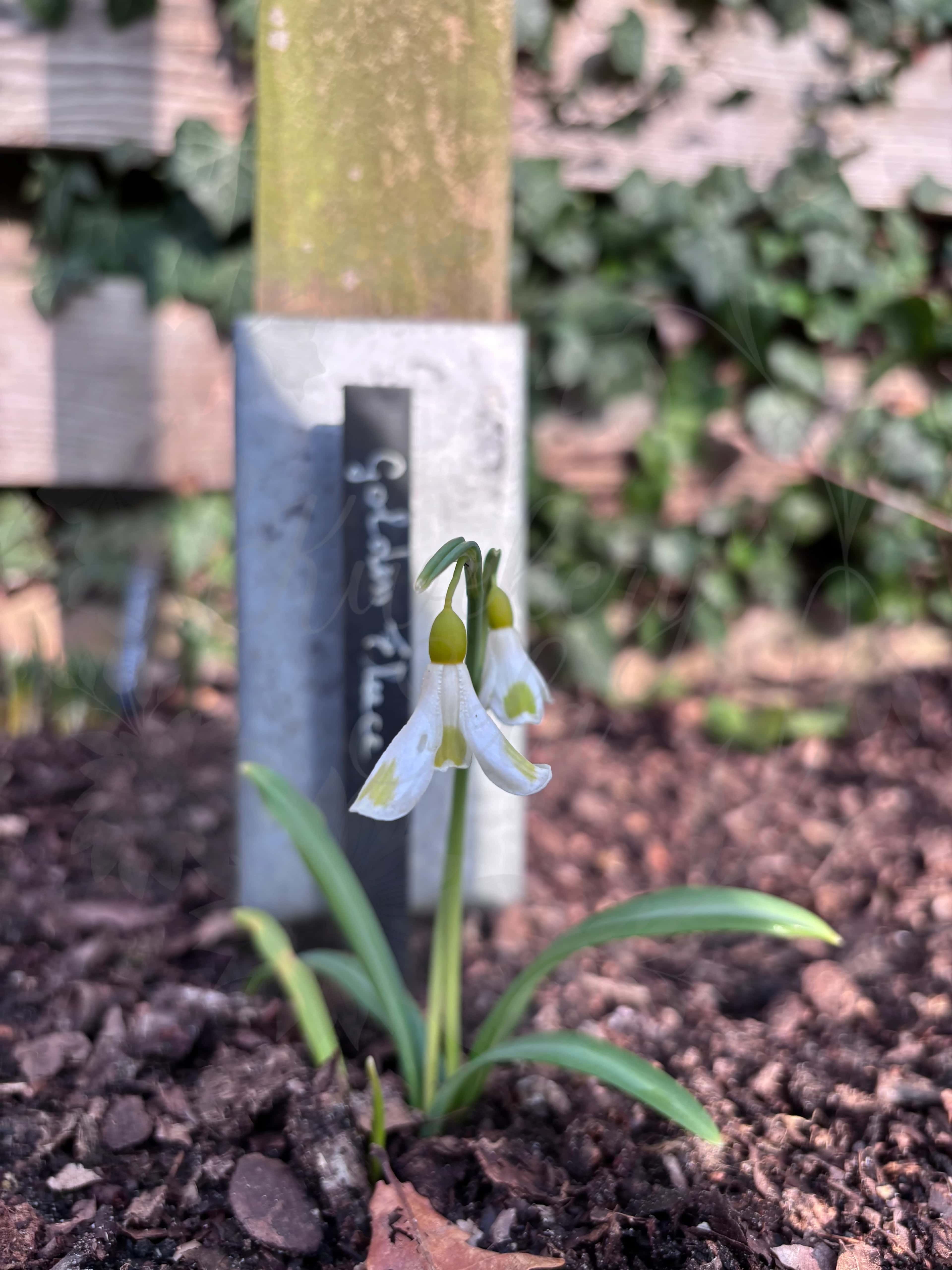 Galanthus "Golden Fleece" 2